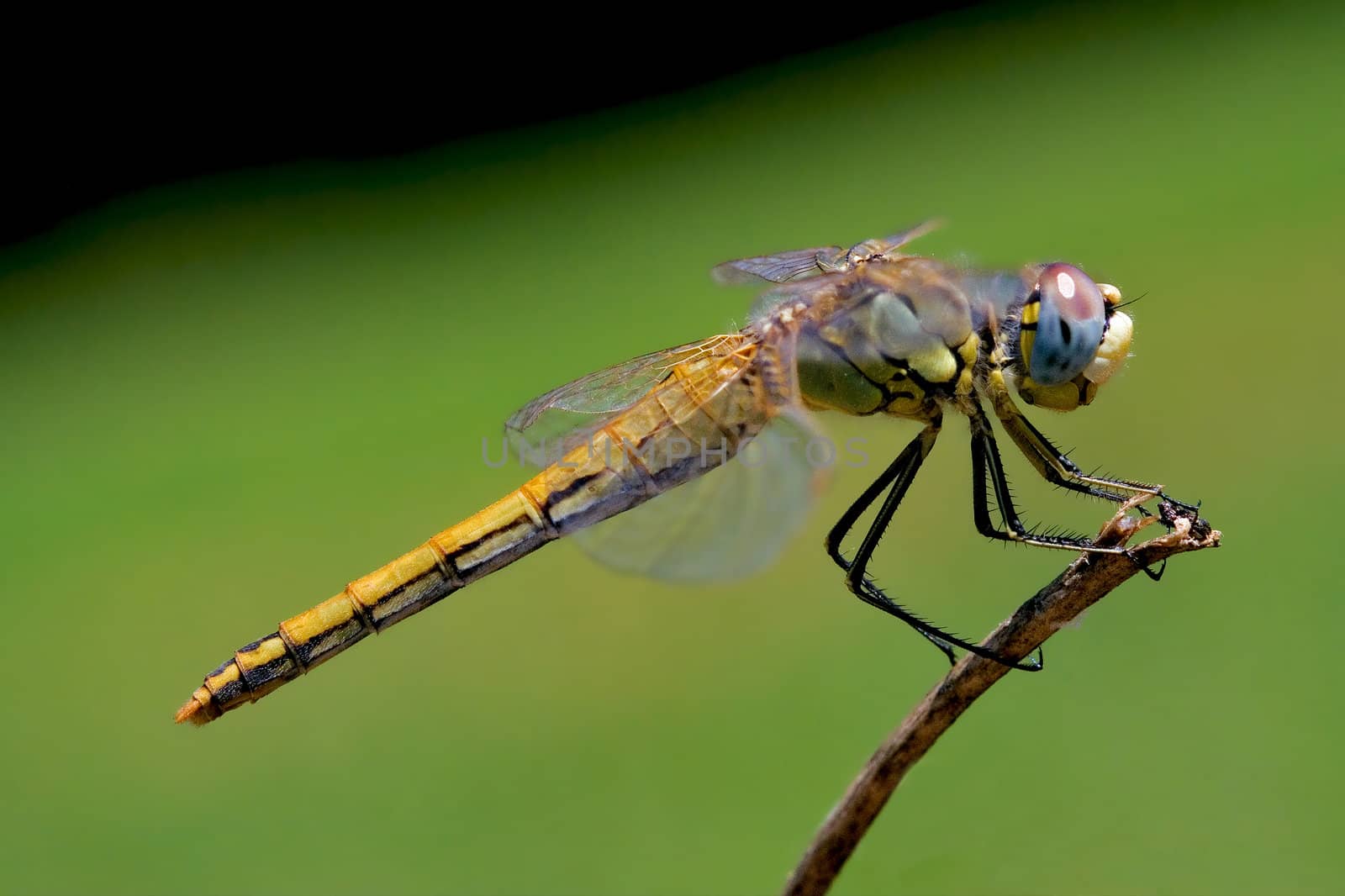 Yellow dragonfly rest in the bush