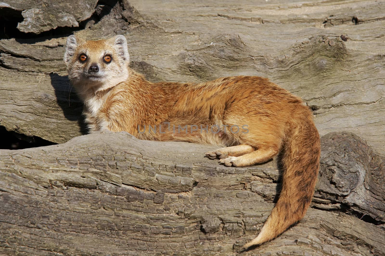 The Yellow Mongoose (Cynictis penicillata), sometimes referred to as the Red Meerkat, is a small mammal. Mongoose lives in open country, from semi-desert scrubland to grasslands in Angola, Botswana, South Africa, Namibia, and Zimbabwe.