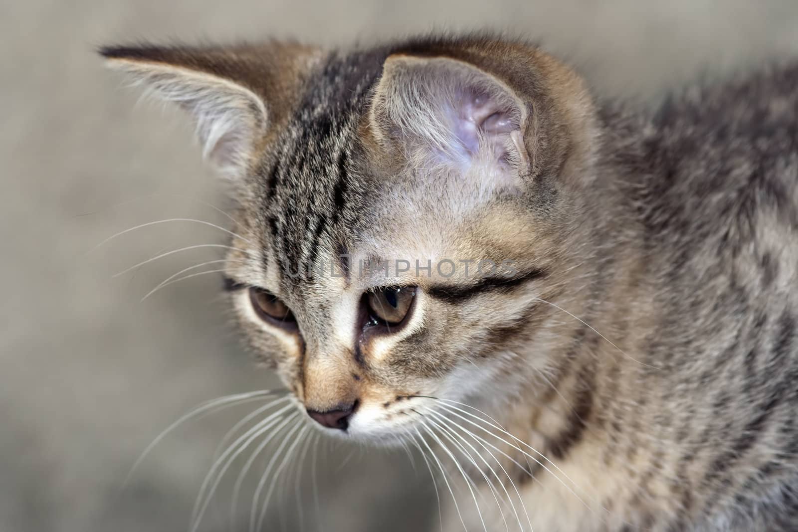 Detail of the head of tabby cat