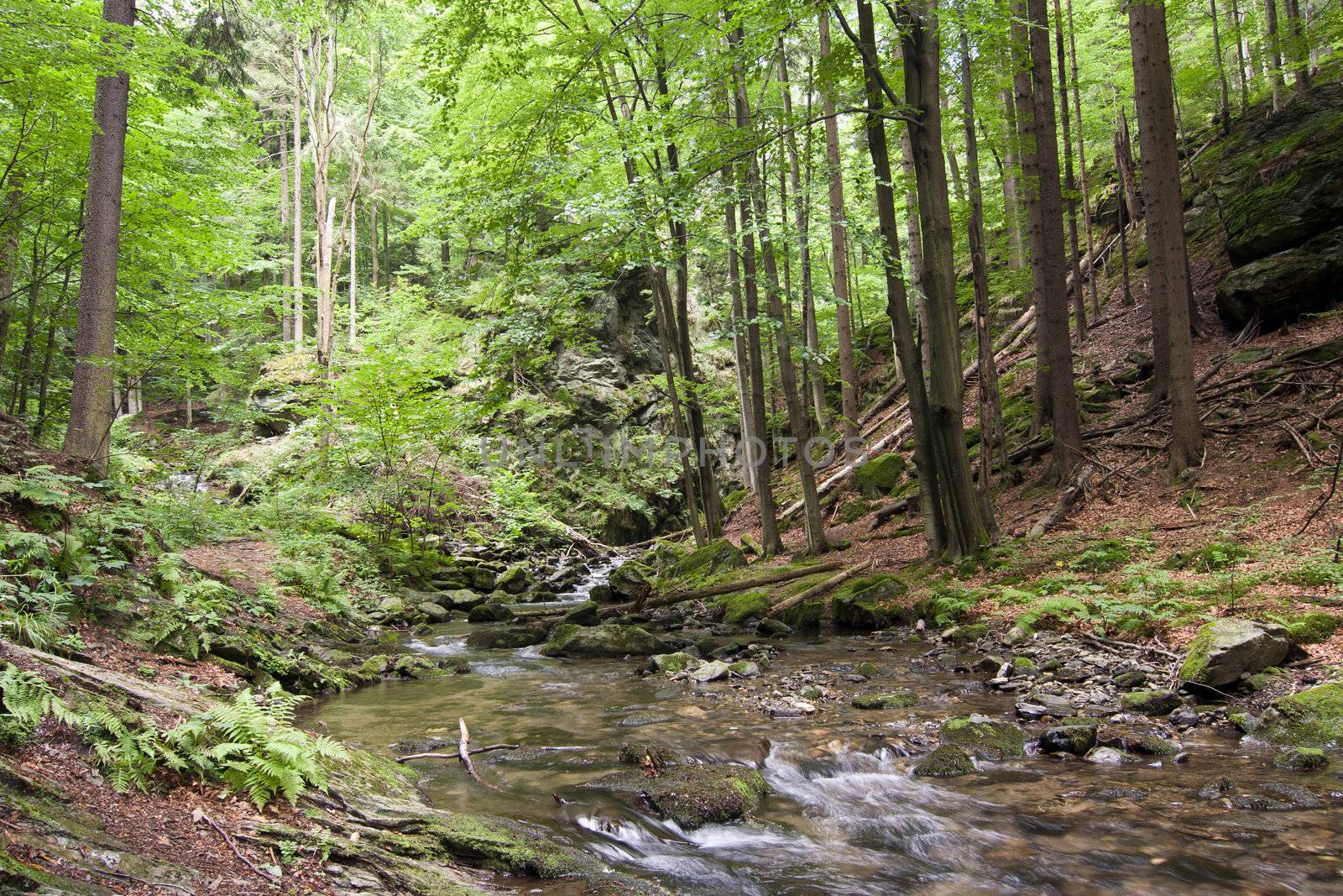 Image of the mixed forest