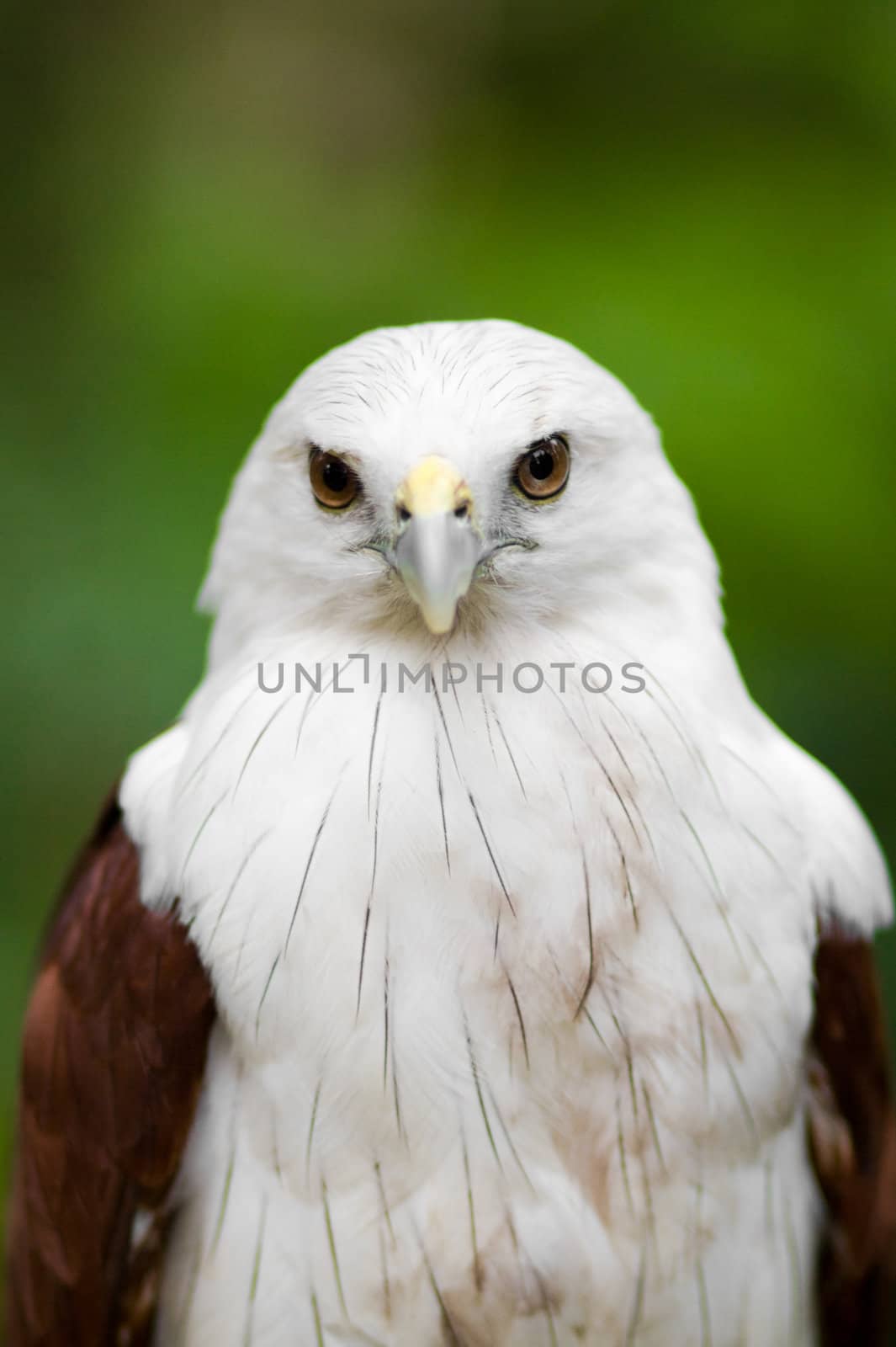 Brahminy Kite Front by tfjunction