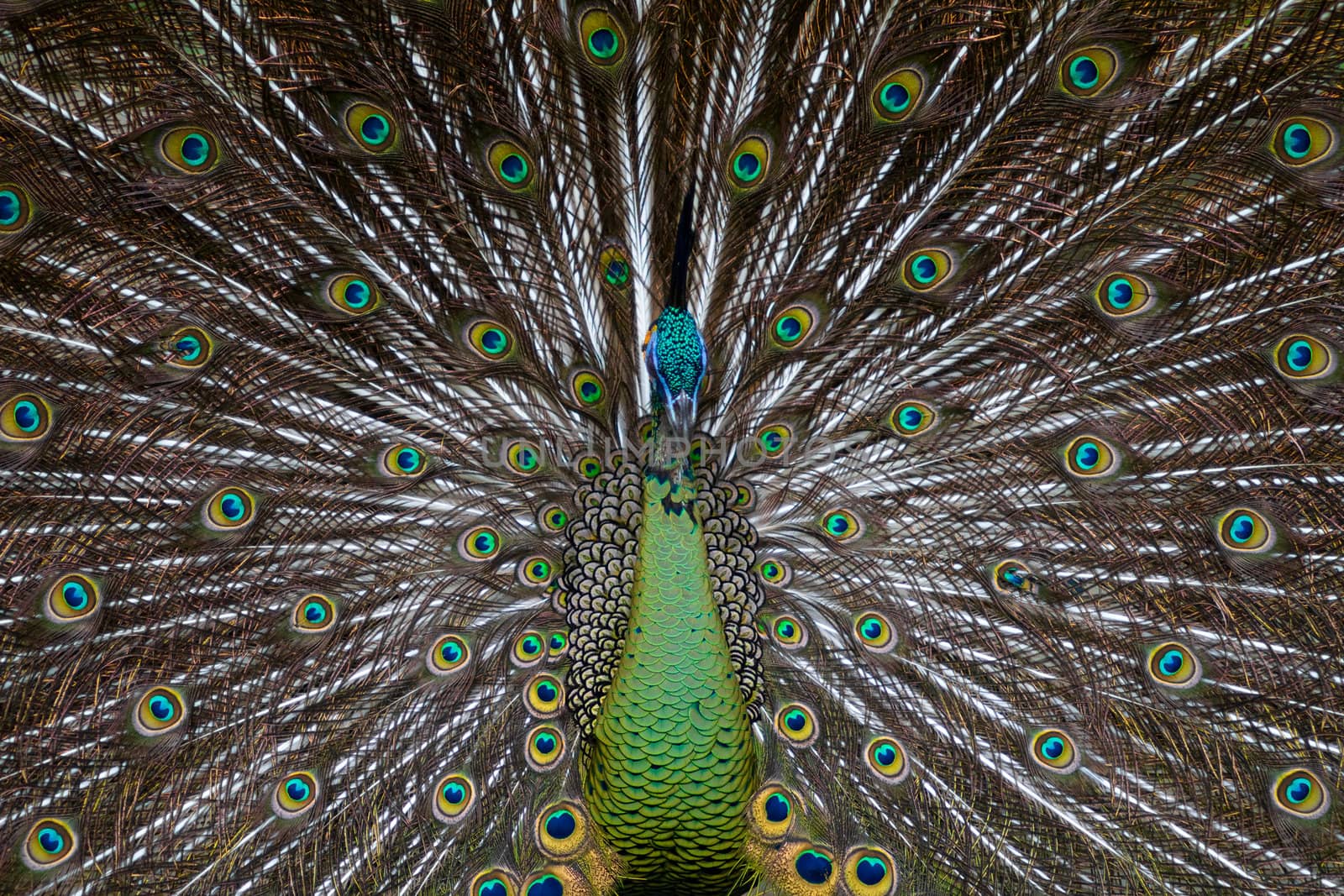 Green Peafowl 01 by tfjunction