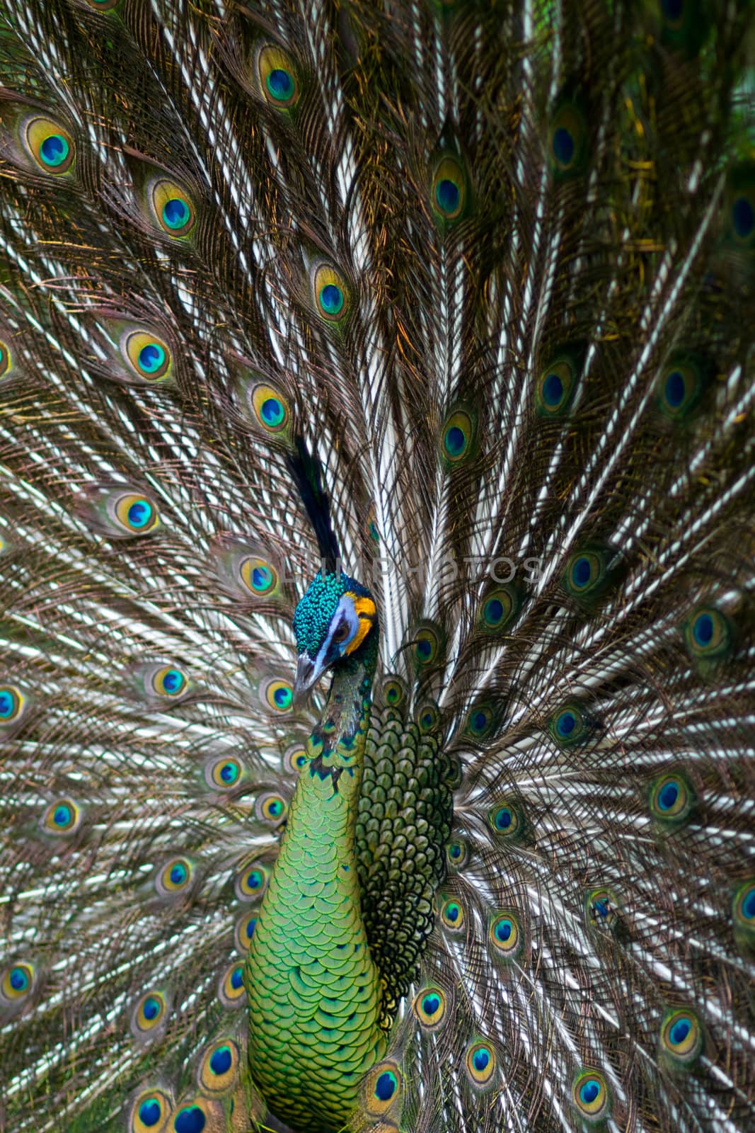 Green Peafowl 02 by tfjunction