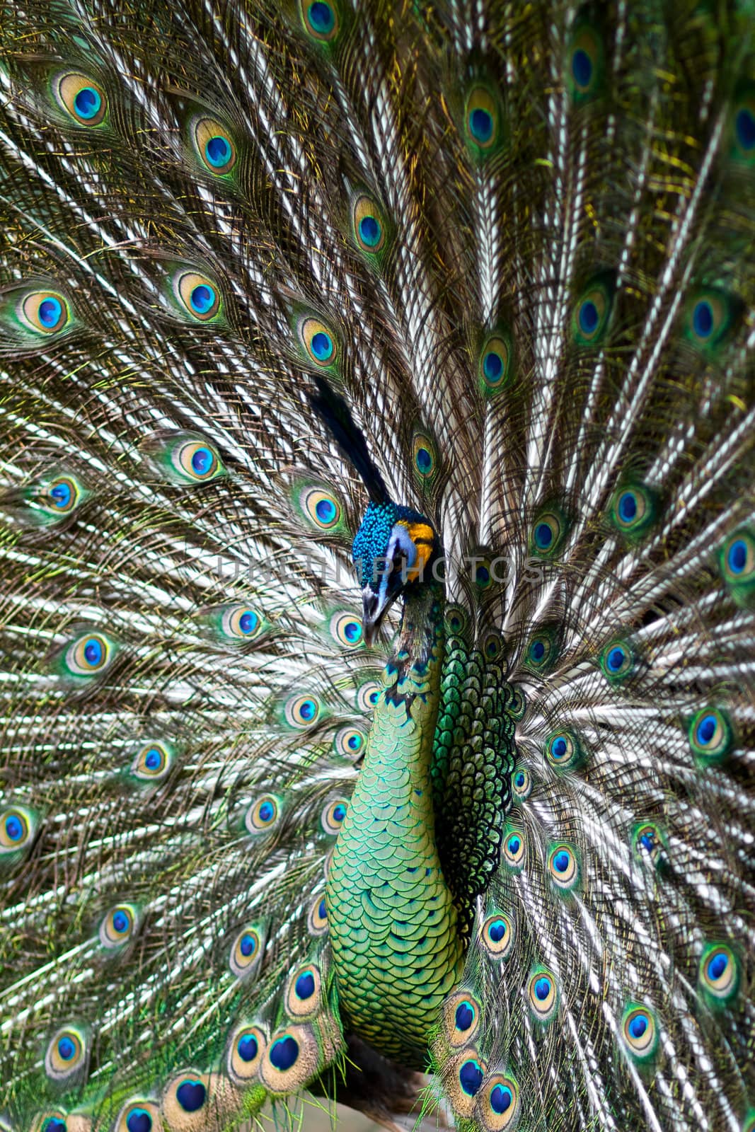 Green Peafowl 03 by tfjunction
