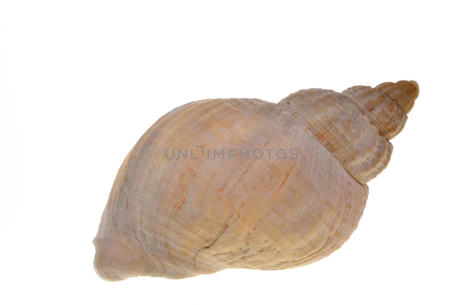 Sea shell on white background