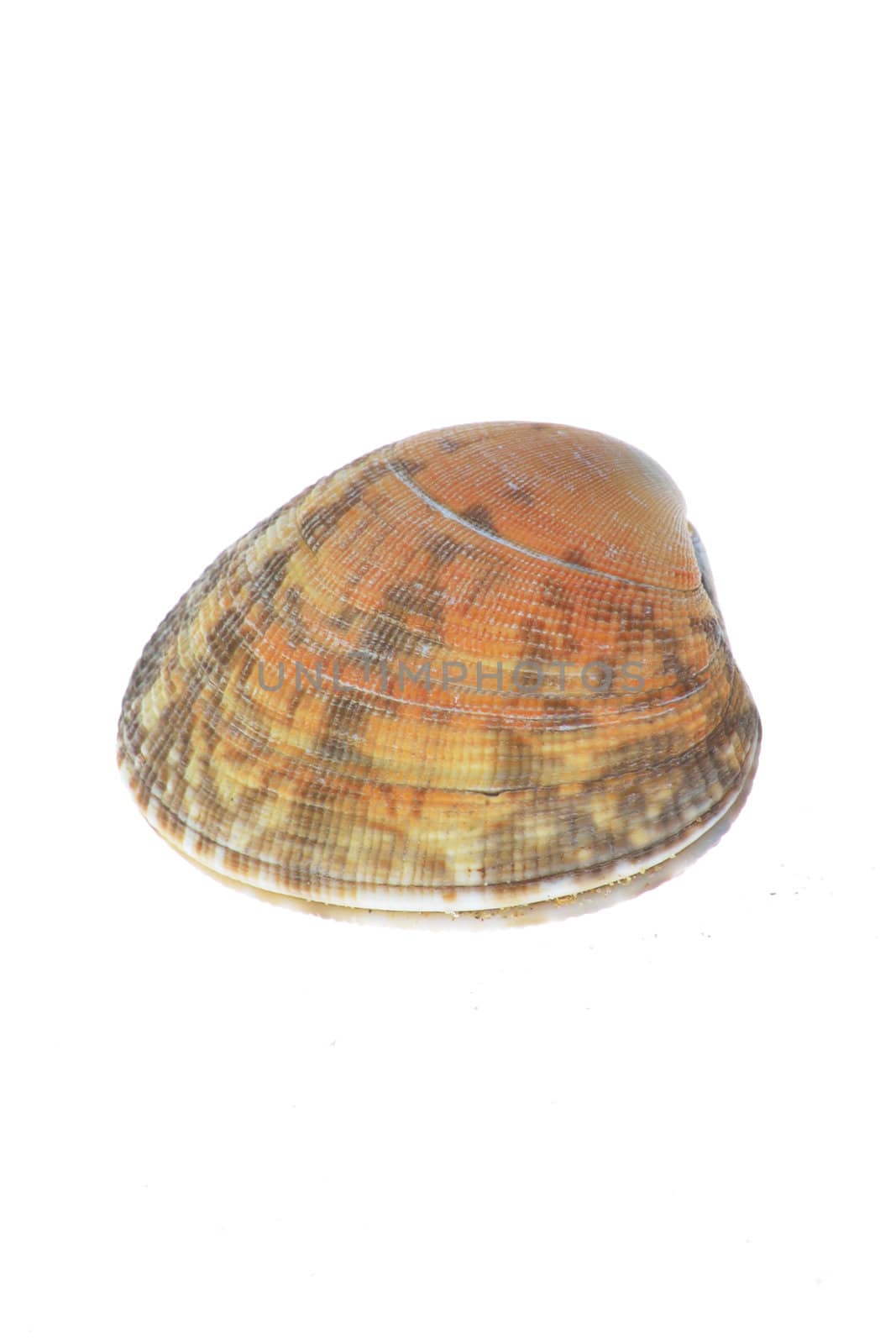 Sea Shell on white Background