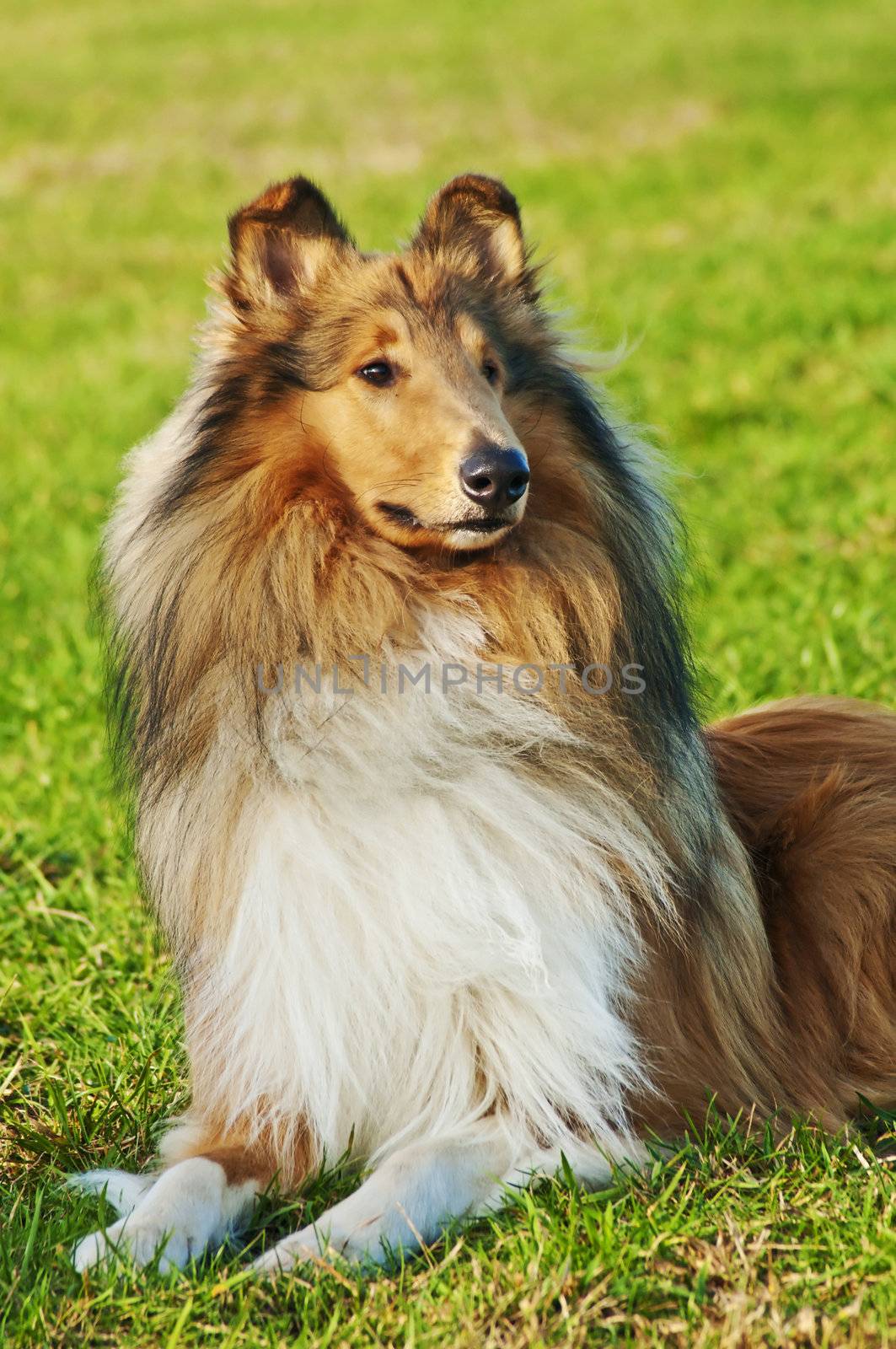 Collie dog