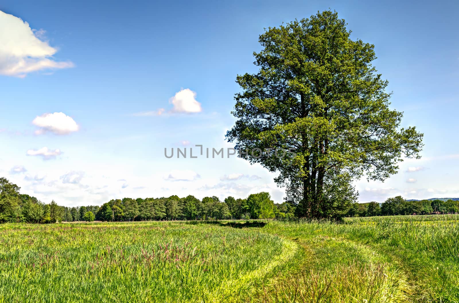 spring tree by matthi