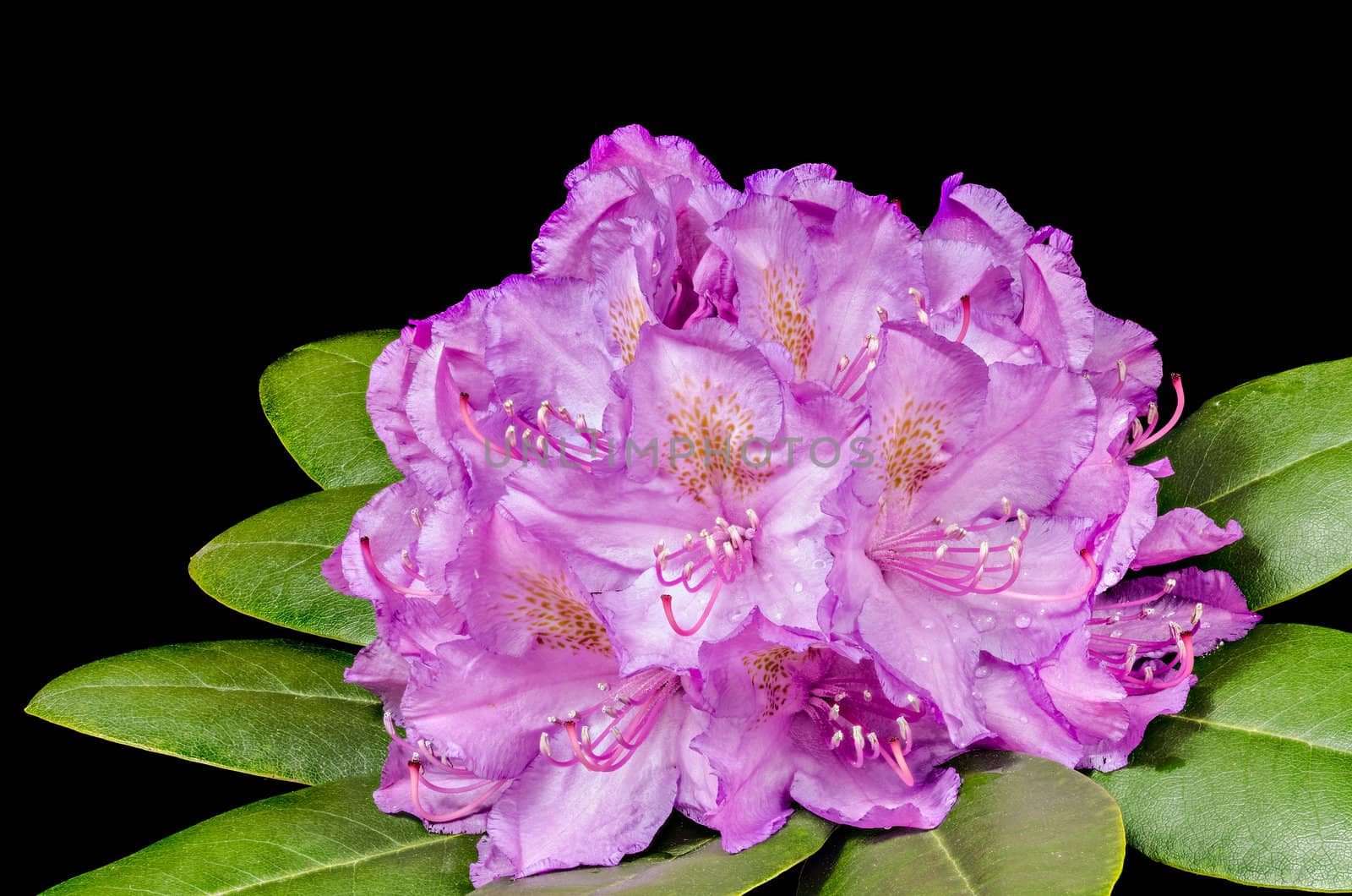 macro of Rhododendron flowers isolated on black background
