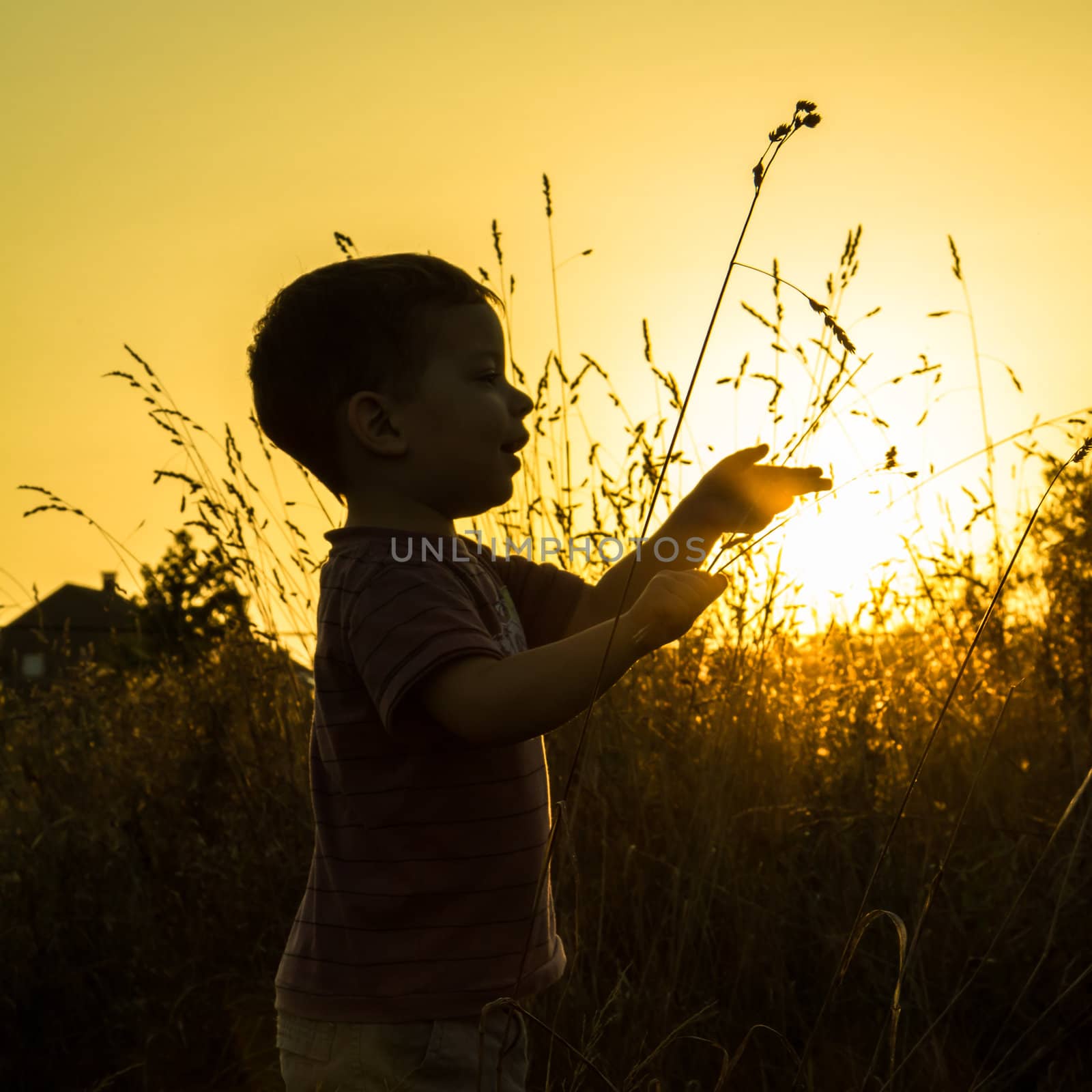 Child silhouette in a sunset  pin field