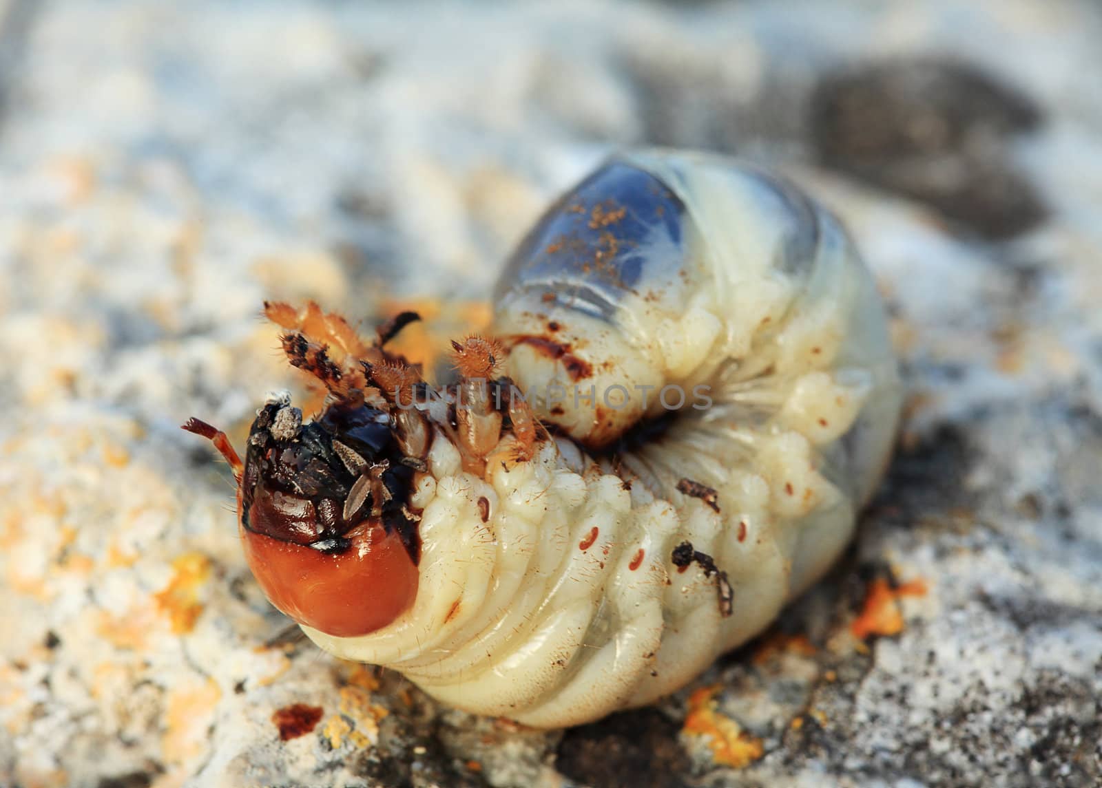 Larva of cockchafer (Melolontha)