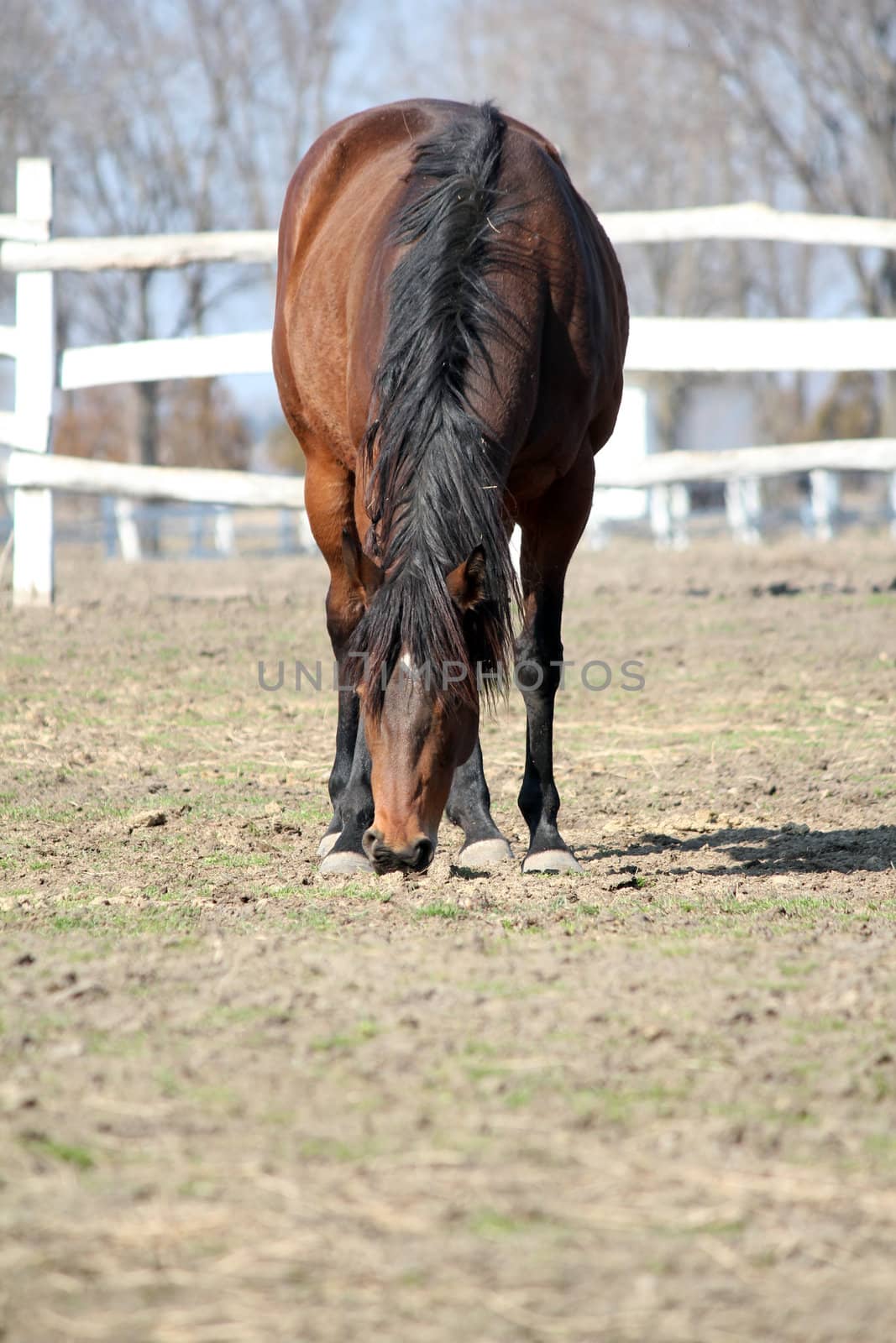 horse in corral ranch scene by goce