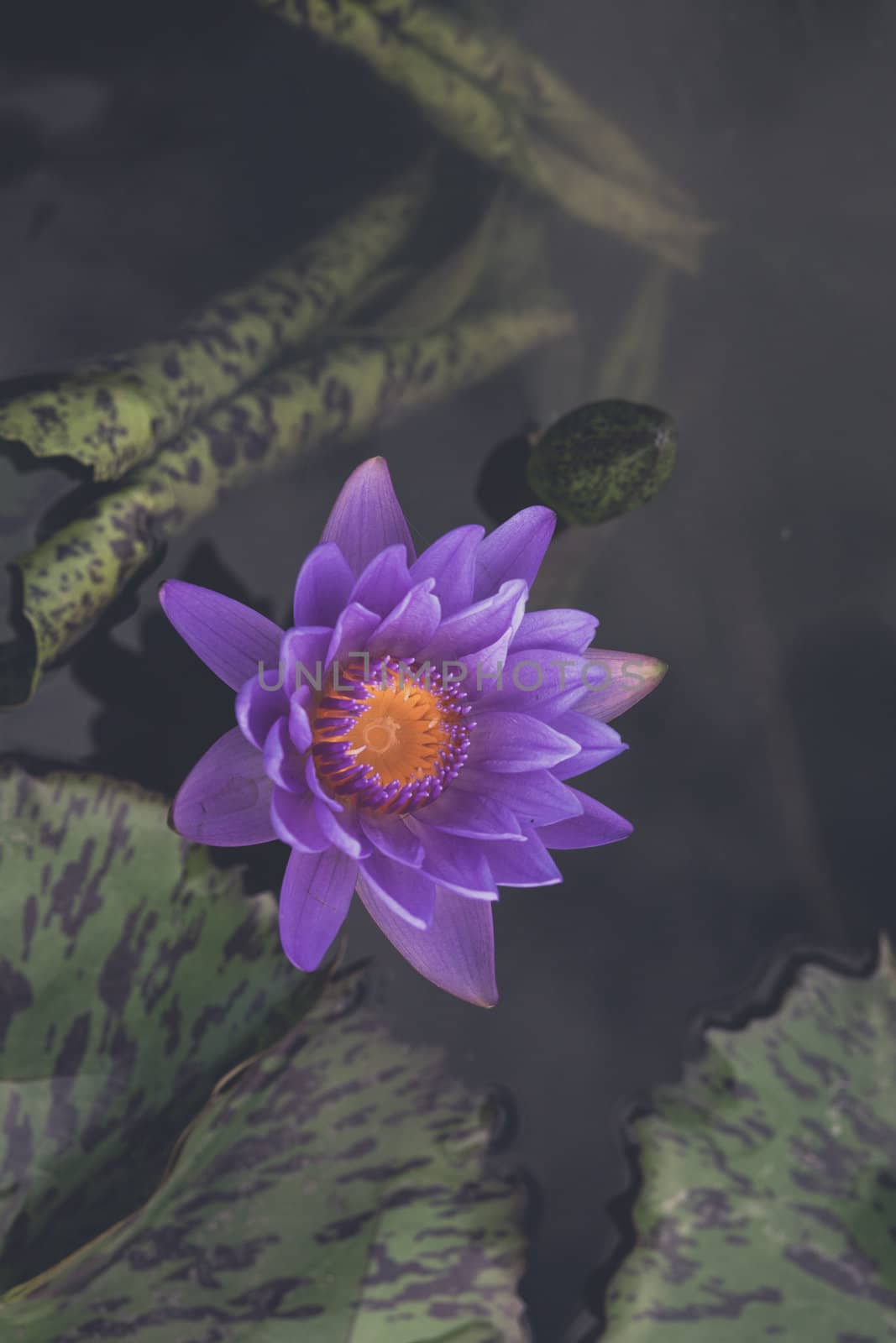 waterlily, lotus blooming in the tropical garden