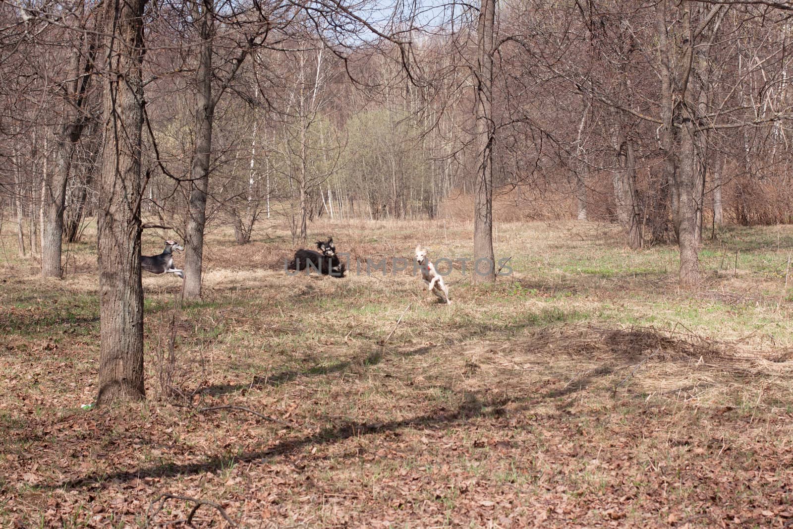 Three oriental hounds running in the spring forest
