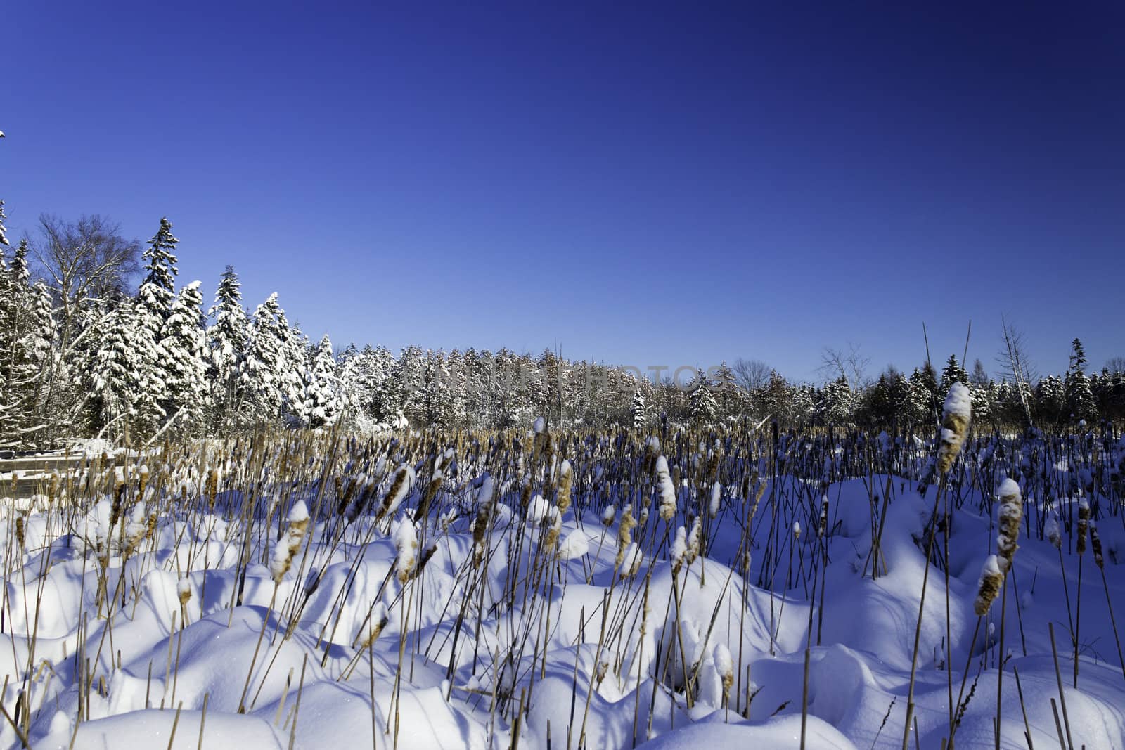 winter Scene