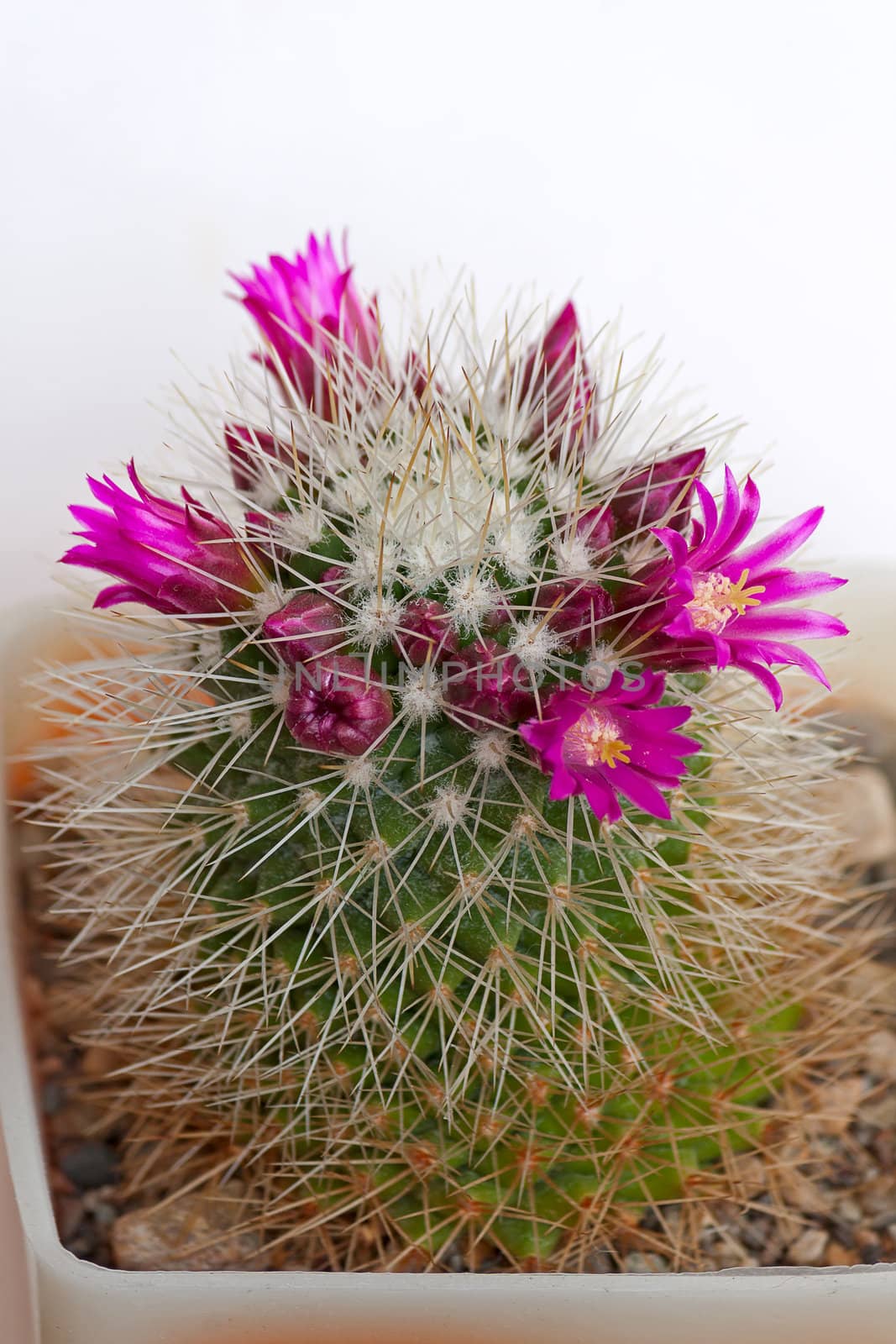 Cactus flowers by zhannaprokopeva