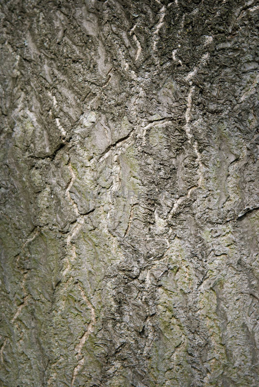 Seamless tree bark, wood texture