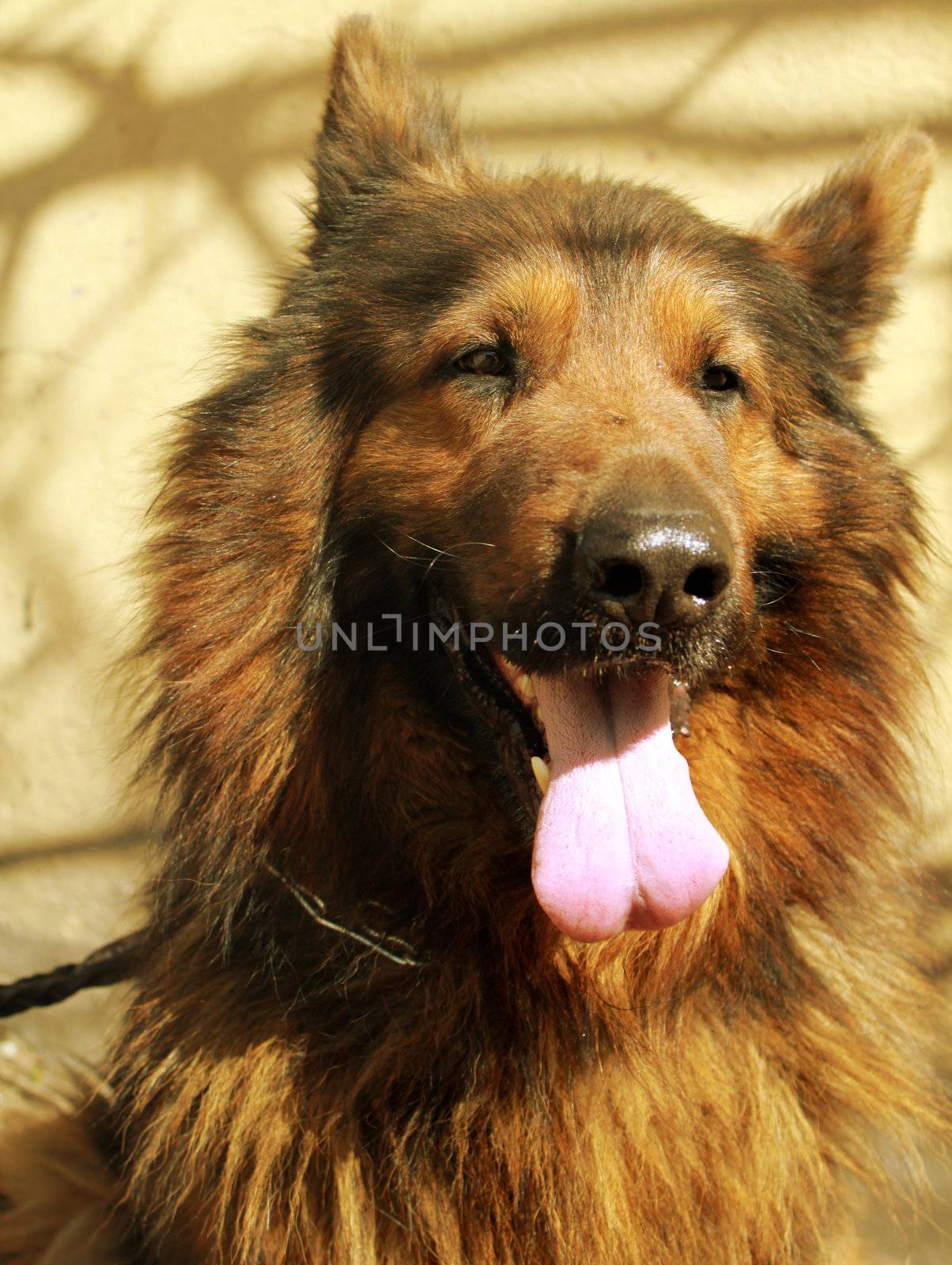 Black and Tan German Shepherd dog head in portrait