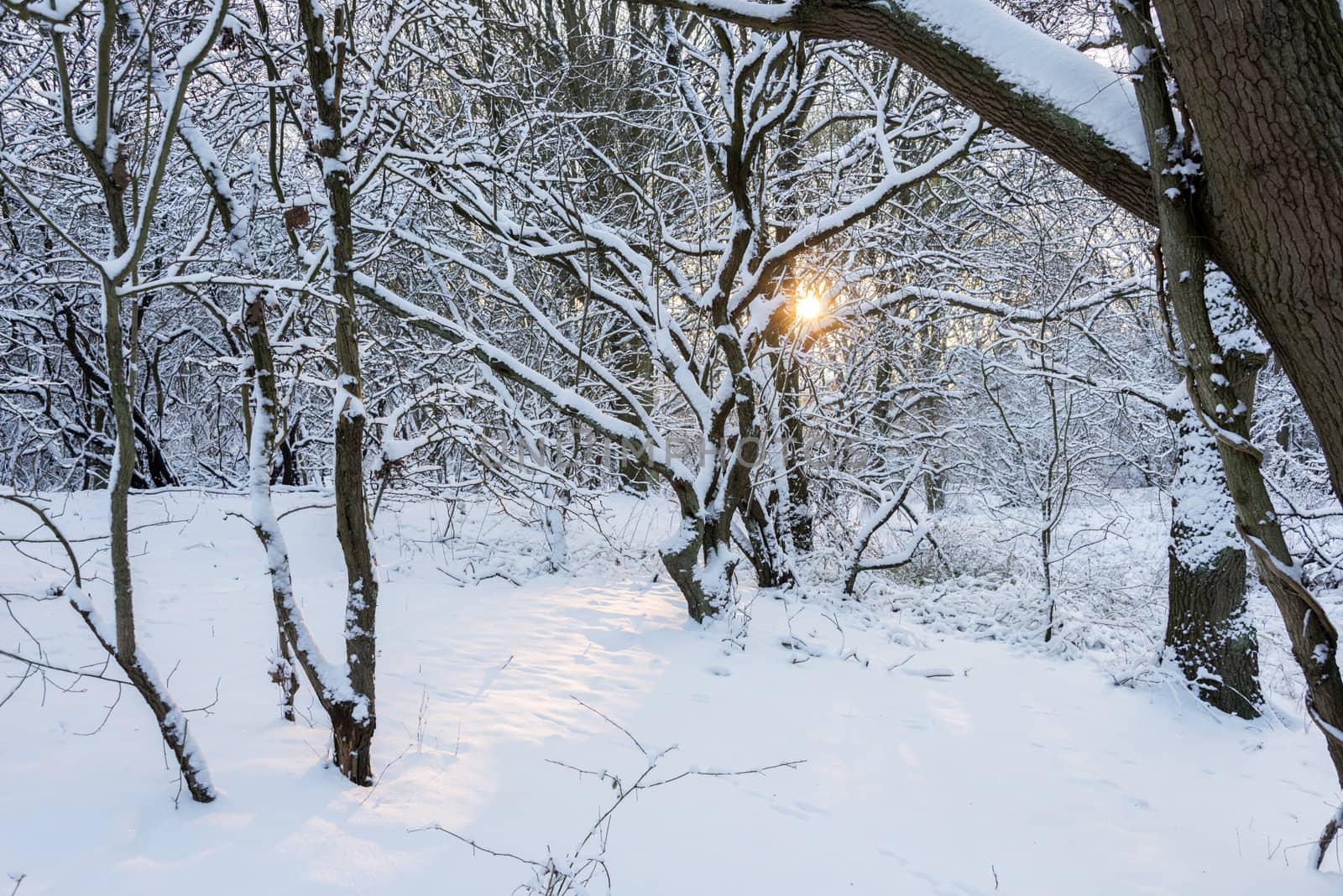 sun shining through the trees in winter landscape with snow