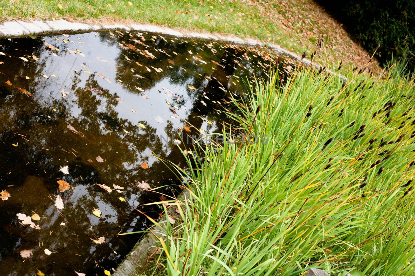 A pond in the autumn park with brown leaves and green grass
