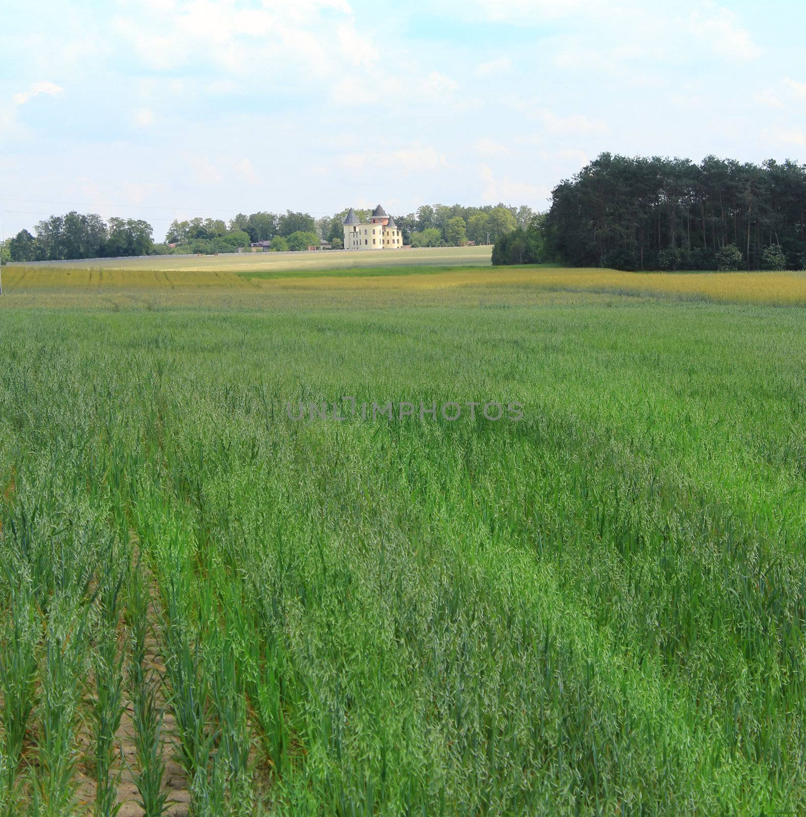 Agricultural field with a house in the background