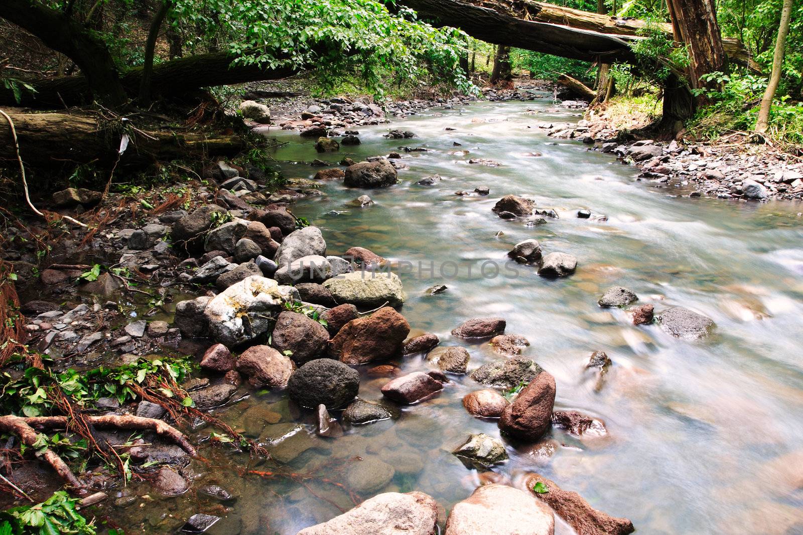 Water on the rocks into the forest