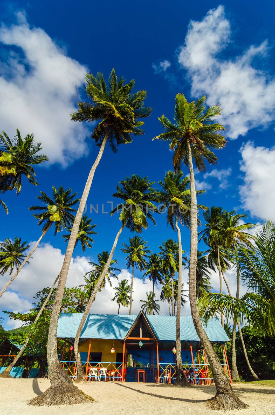 Colorful beach shack and palm trees in San Andres y Providencia, Colombia