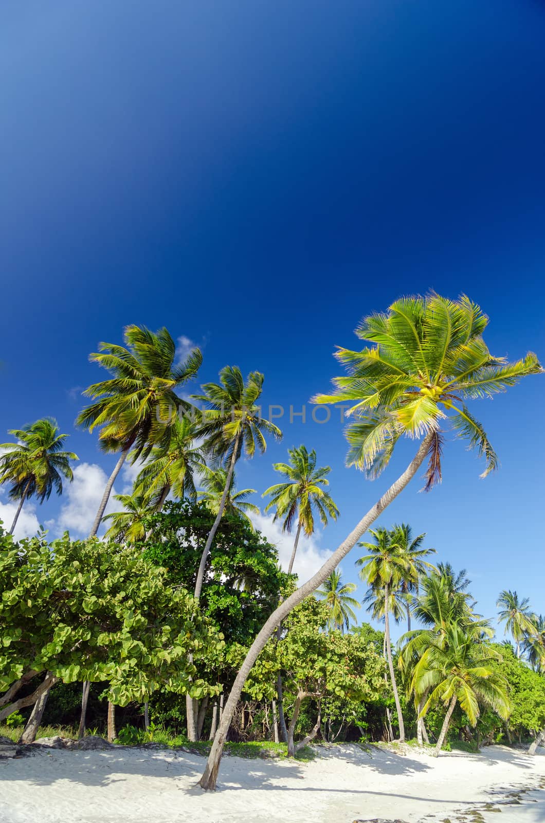 White sand beach and palm trees with deep blue sky