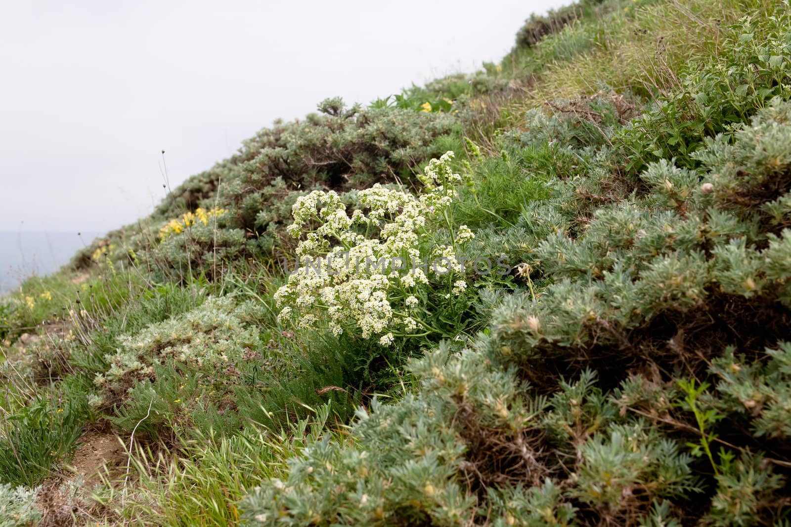 Several white and yellow flowers on a slope
