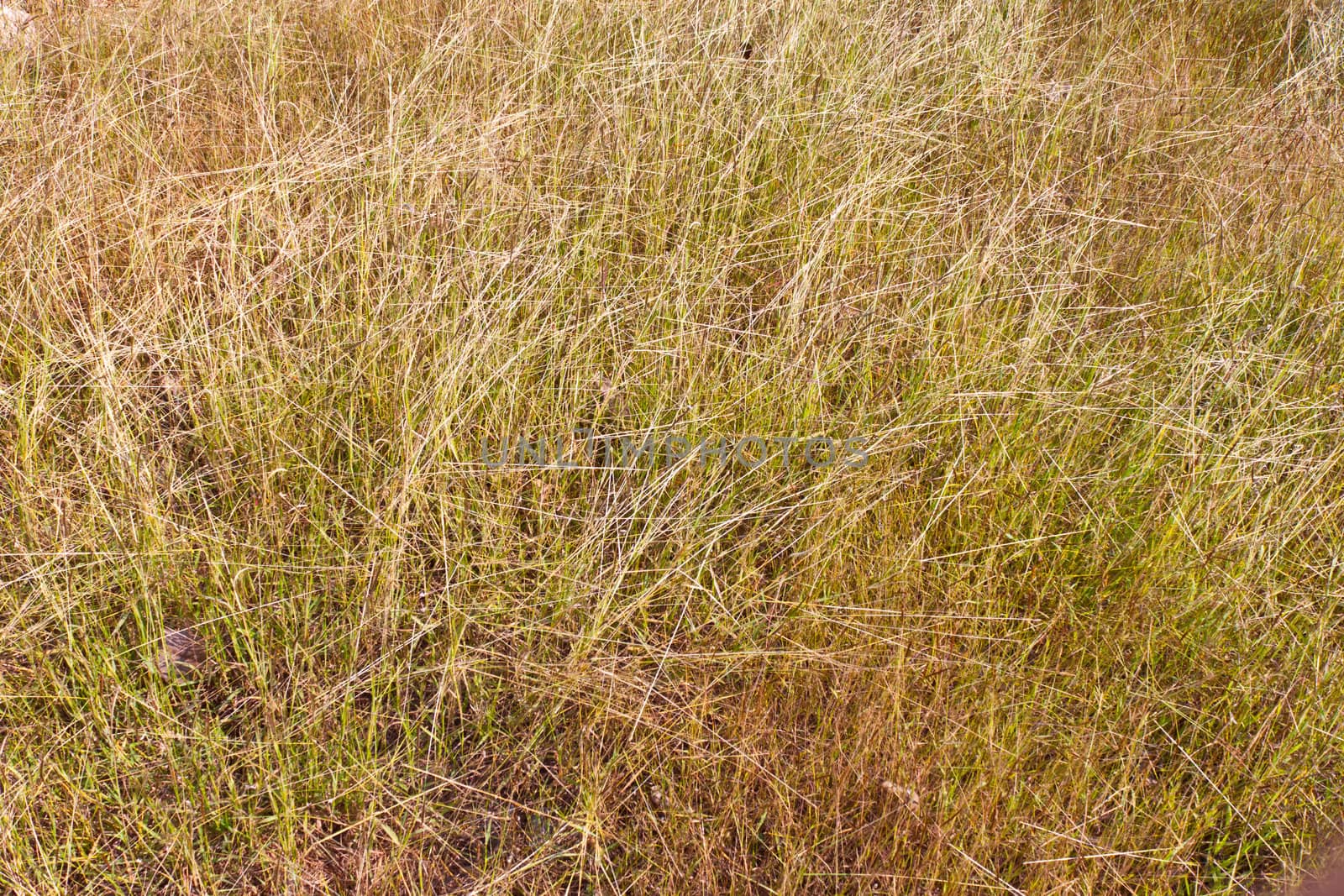 Purple Fountain Grass