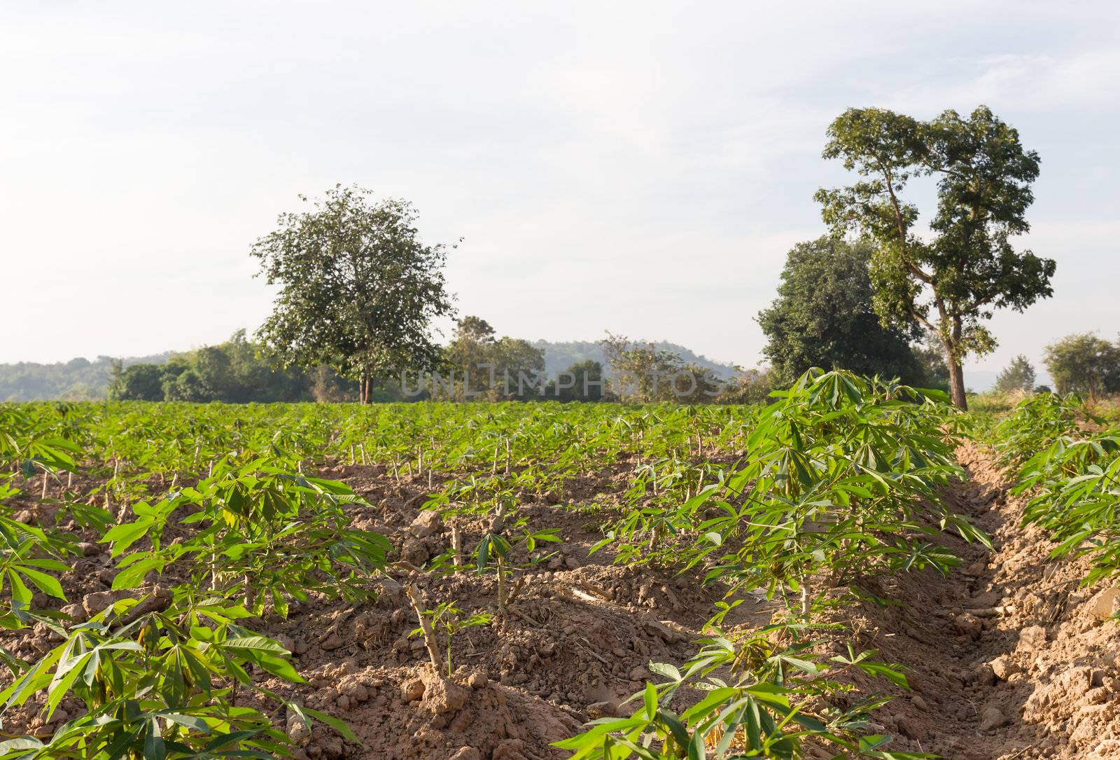 Green of cassava or manioc field in Thailand.
