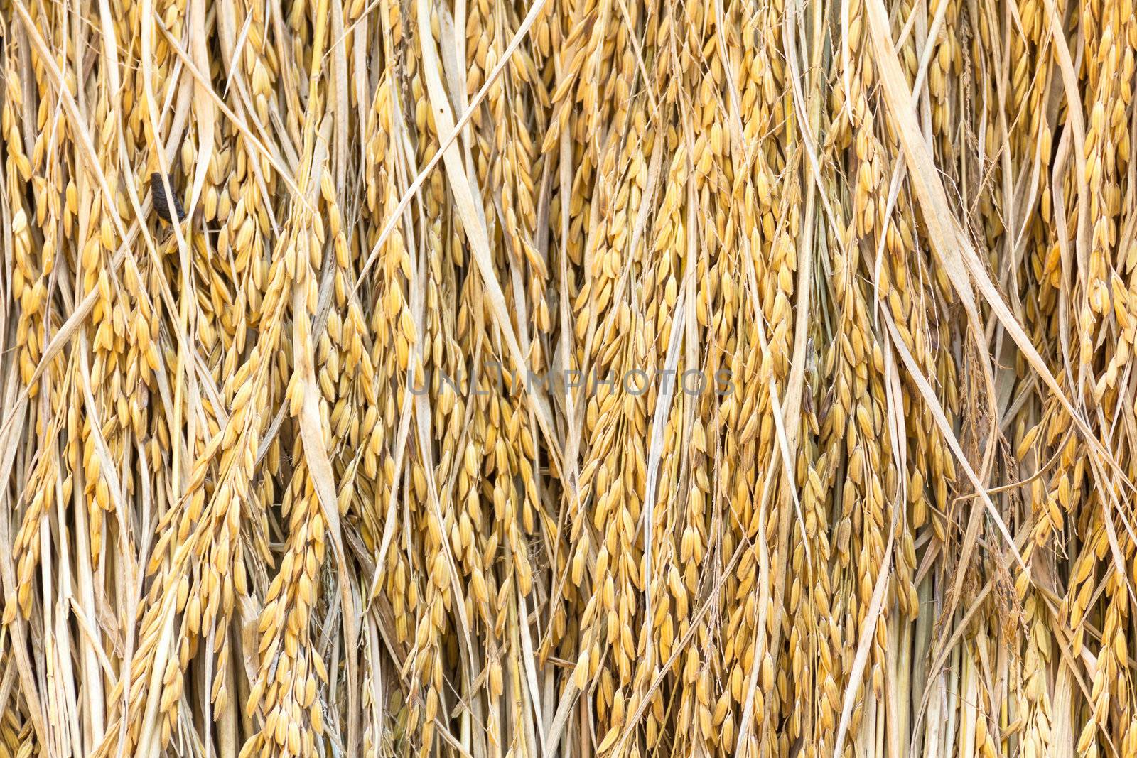 Dry paddy rice seeds mass product from Thailand