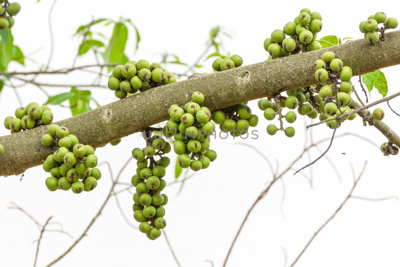 Green Fig fruit on  tree  in Thailand