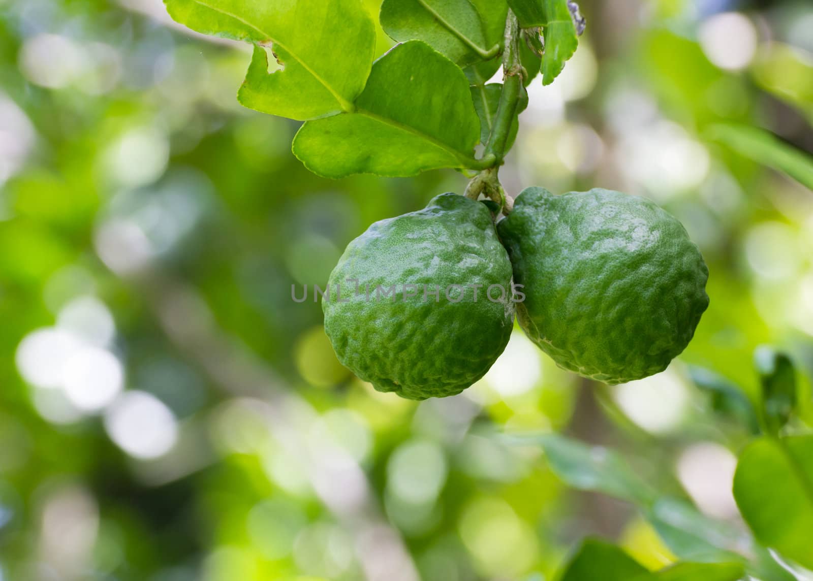 Leech lime or Bergamot  fruits hanging on its tree