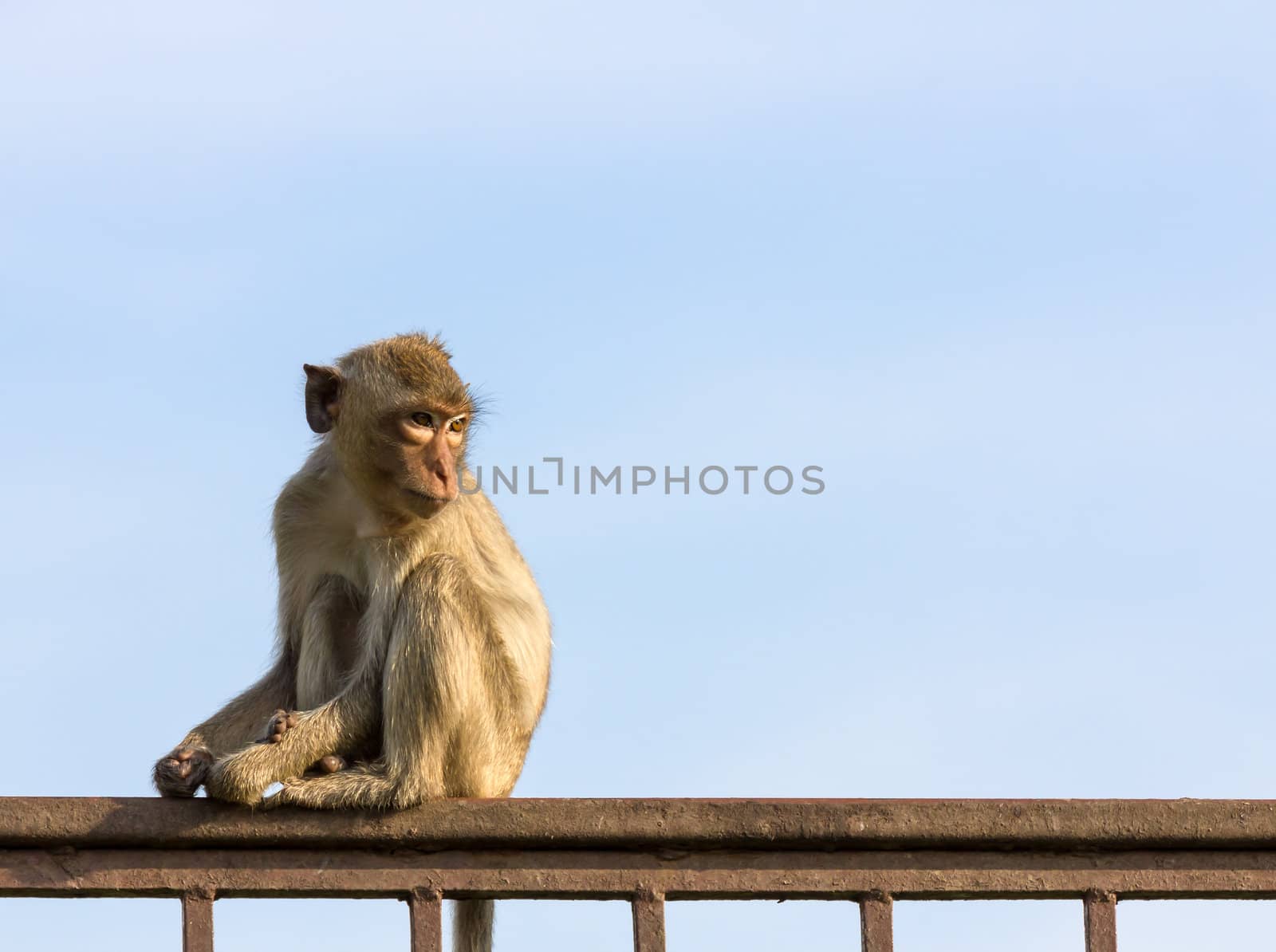 Monkey  in the cage of zoo ,Thailand