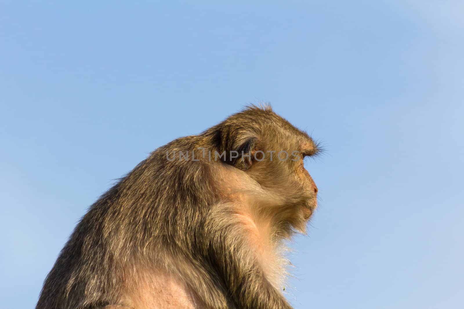 Macaque monkey portrait in Thailand