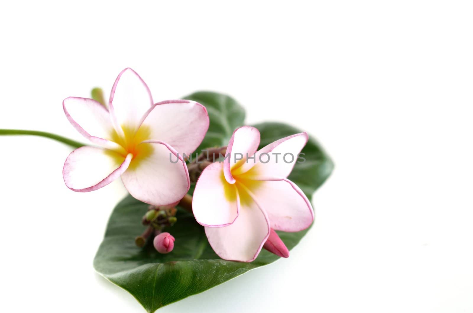 Plumeria flowers and leaf  isolated on white