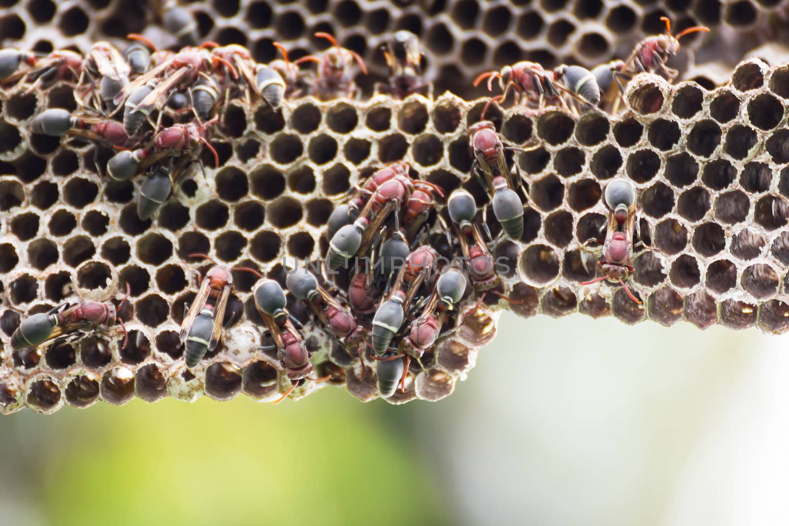 Nest of Hornet. Larvae and adults in the nest axis on tree.