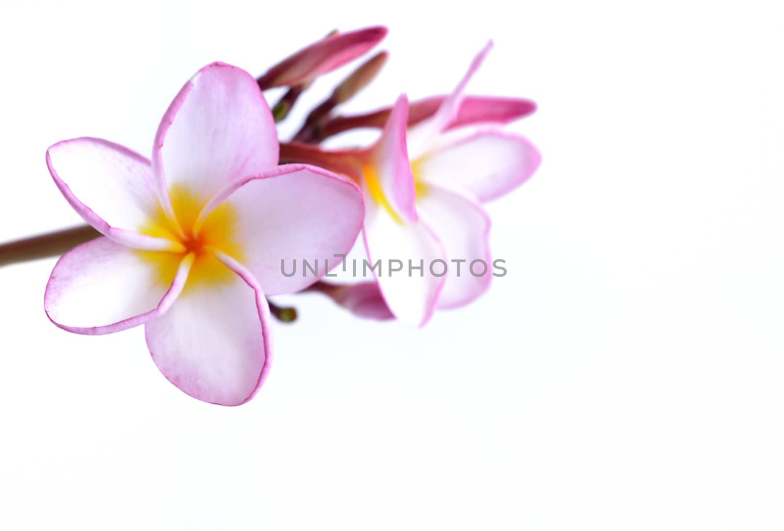 Plumeria flowers isolated on white