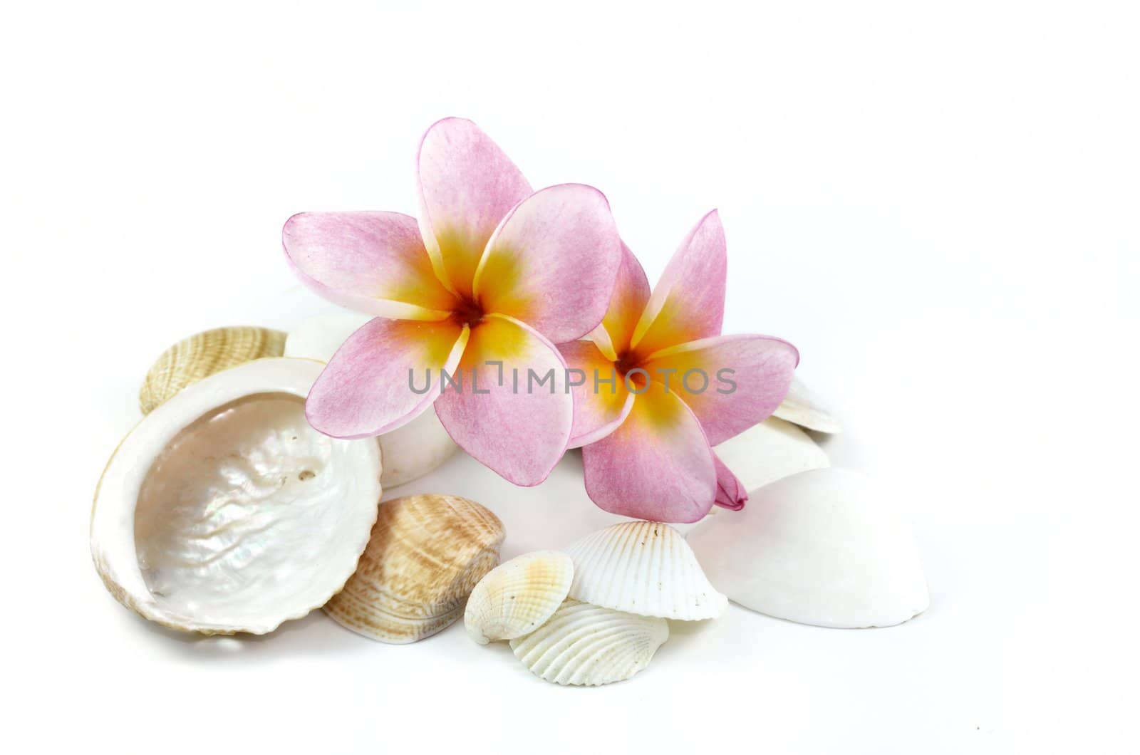 Plumeria flowers and sea shells isolated on white