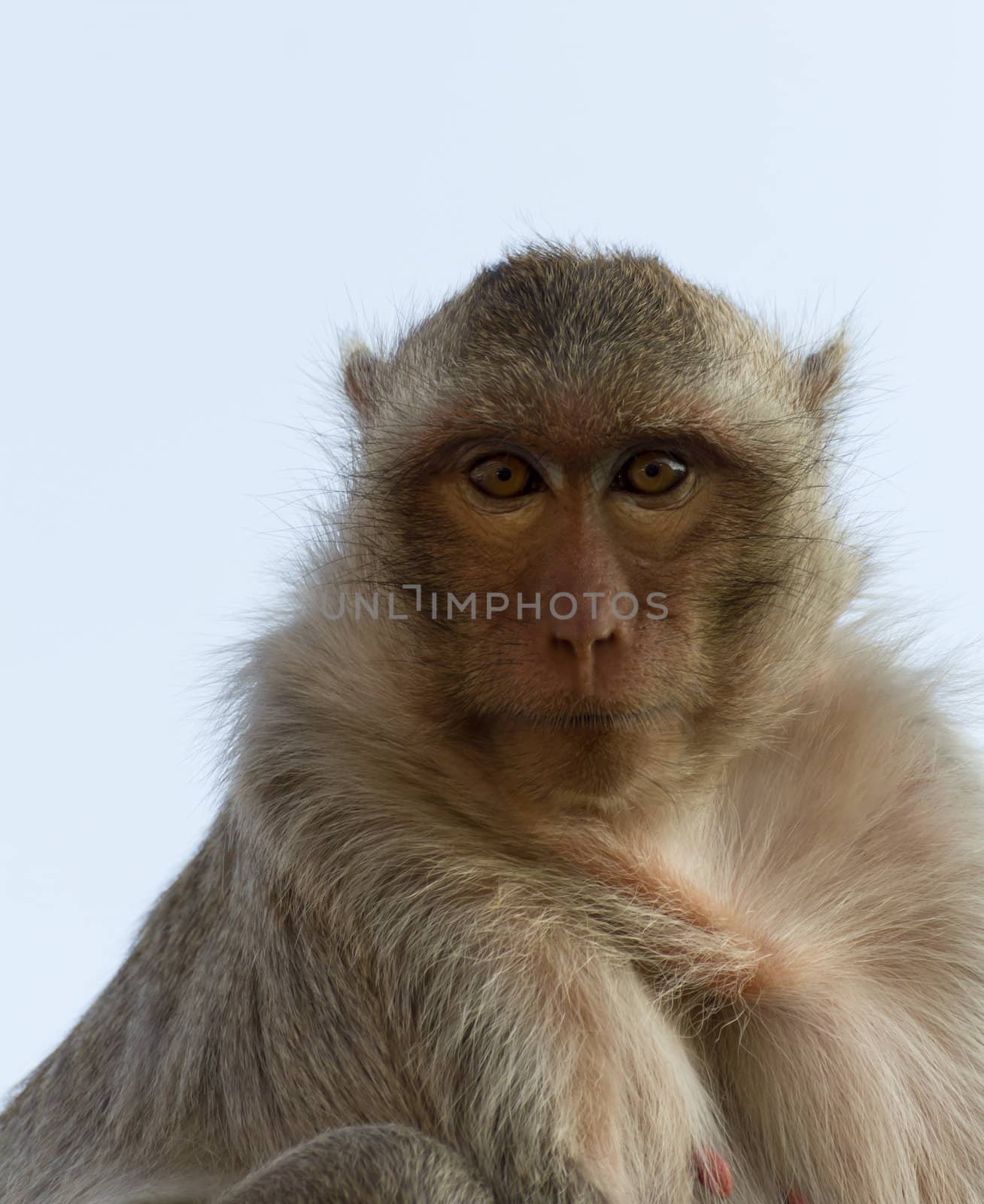 Close up portrait of a monkey at Lopburi ,Thailand