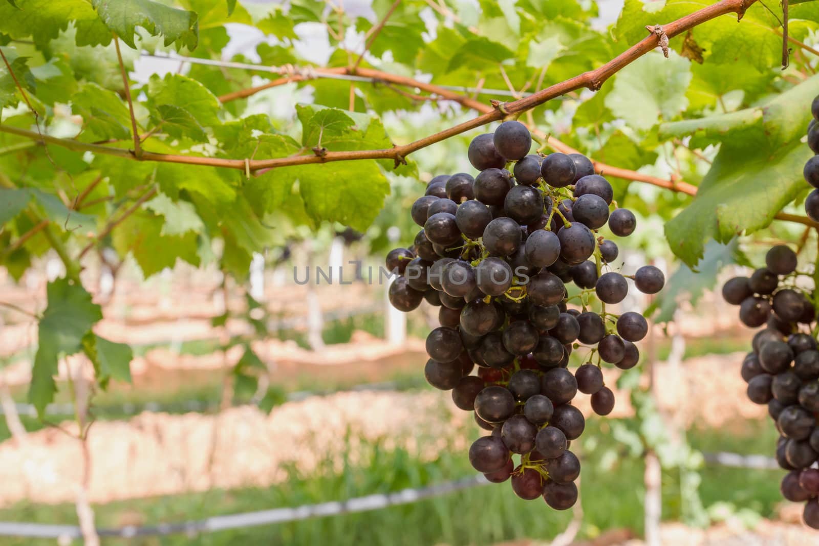 Red Grapes on the vine  in vineyard before harvest