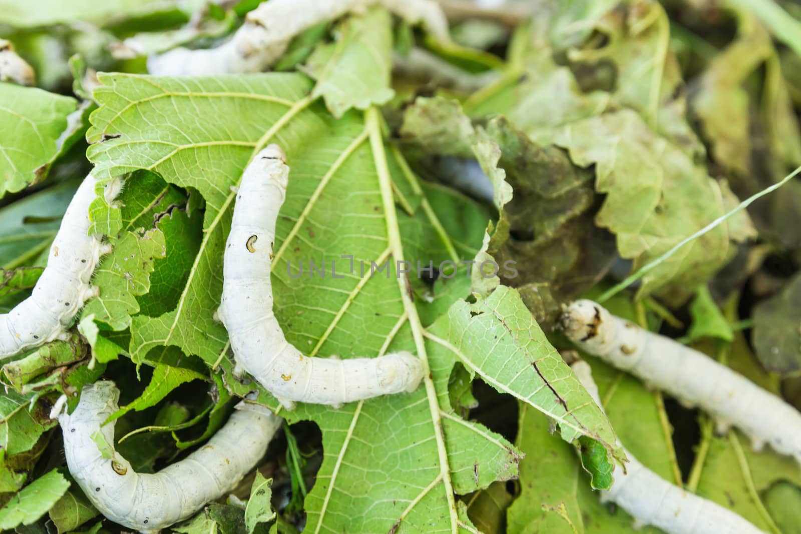 Close up Silkworm eating mulberry green leaf