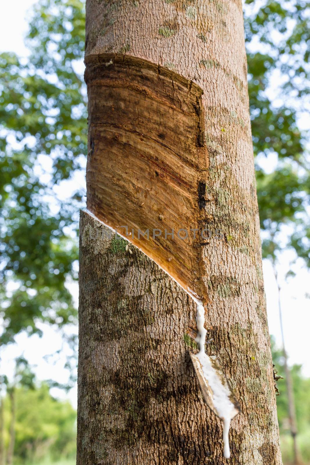 Close up of tapping latex from rubber tree in Thailand