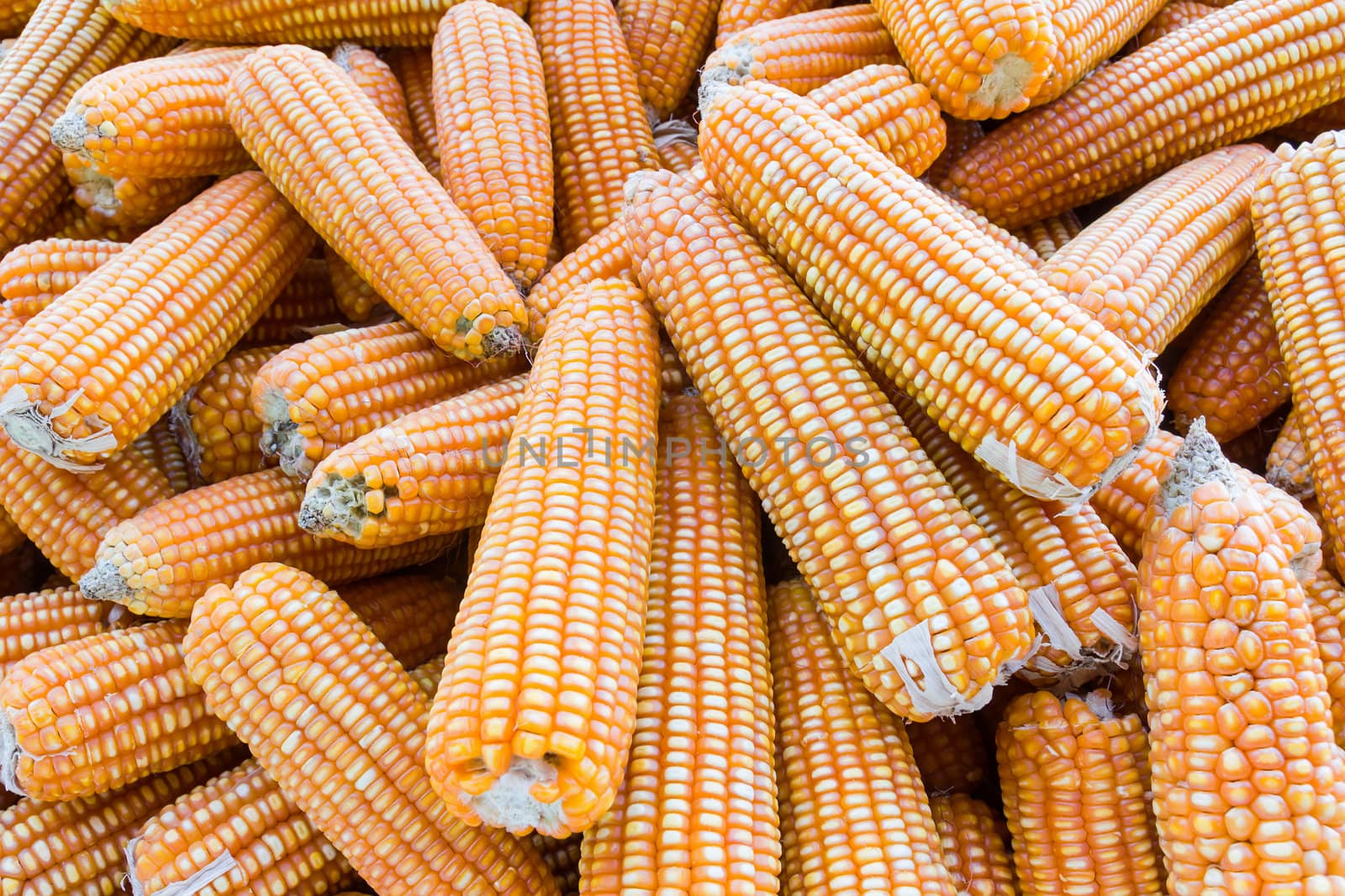 Pile of yellow dried corns  for animal feeding