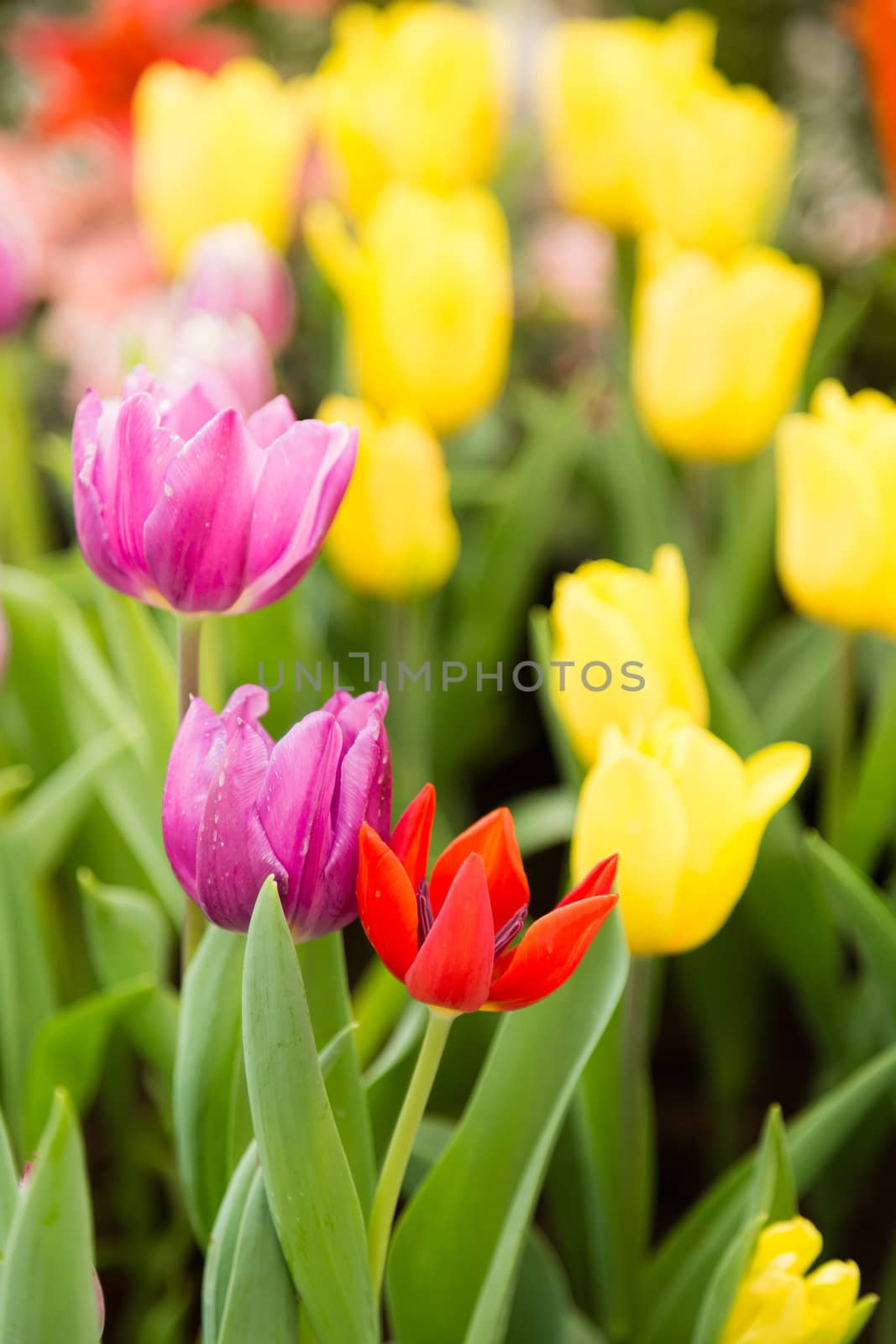 colorful tulips flower by moggara12