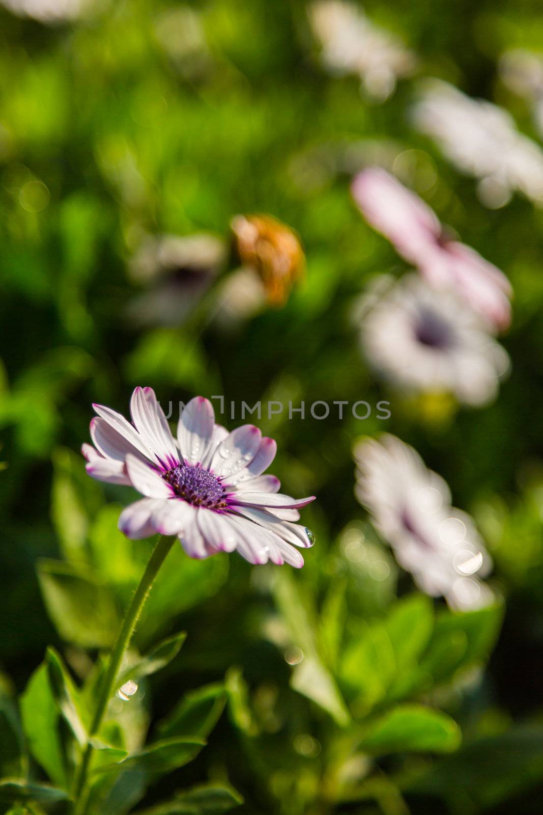 gerbera flower in garden by moggara12