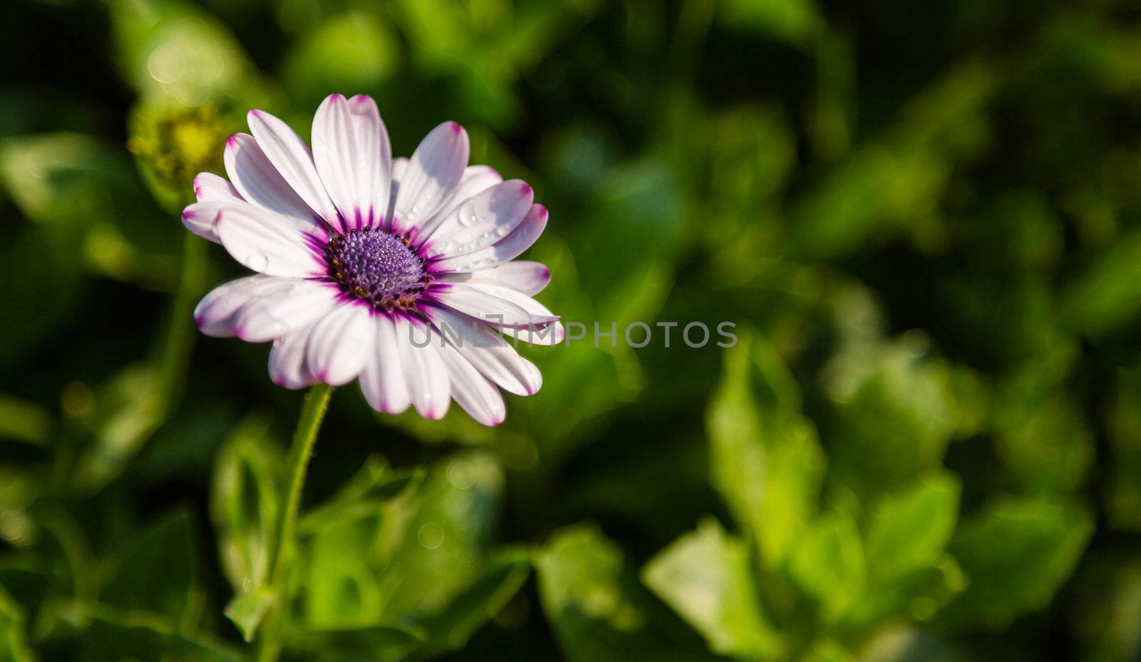 gerbera flower in garden with water drop on leaf