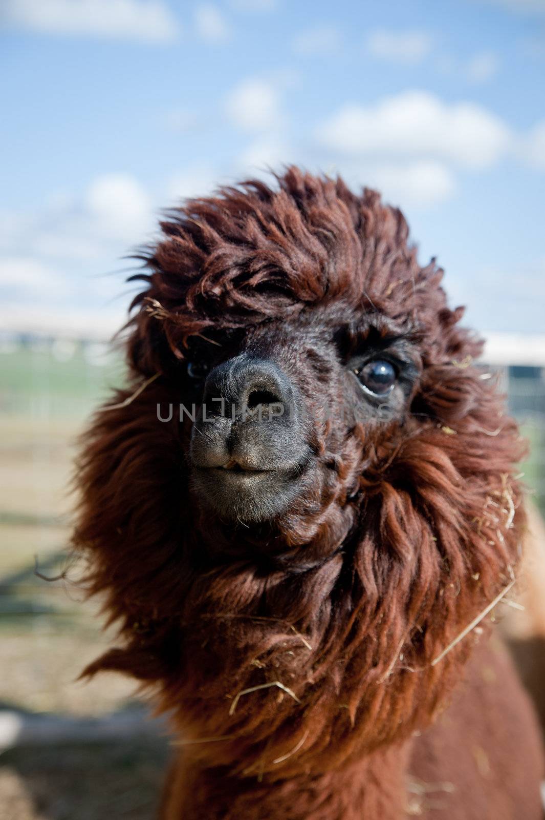 Head of a funny brown Alpaca