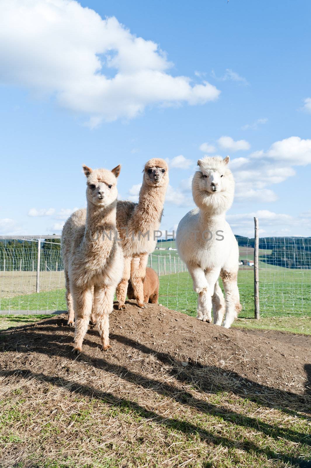 Group of white and brown Alpacas standing on the meadow